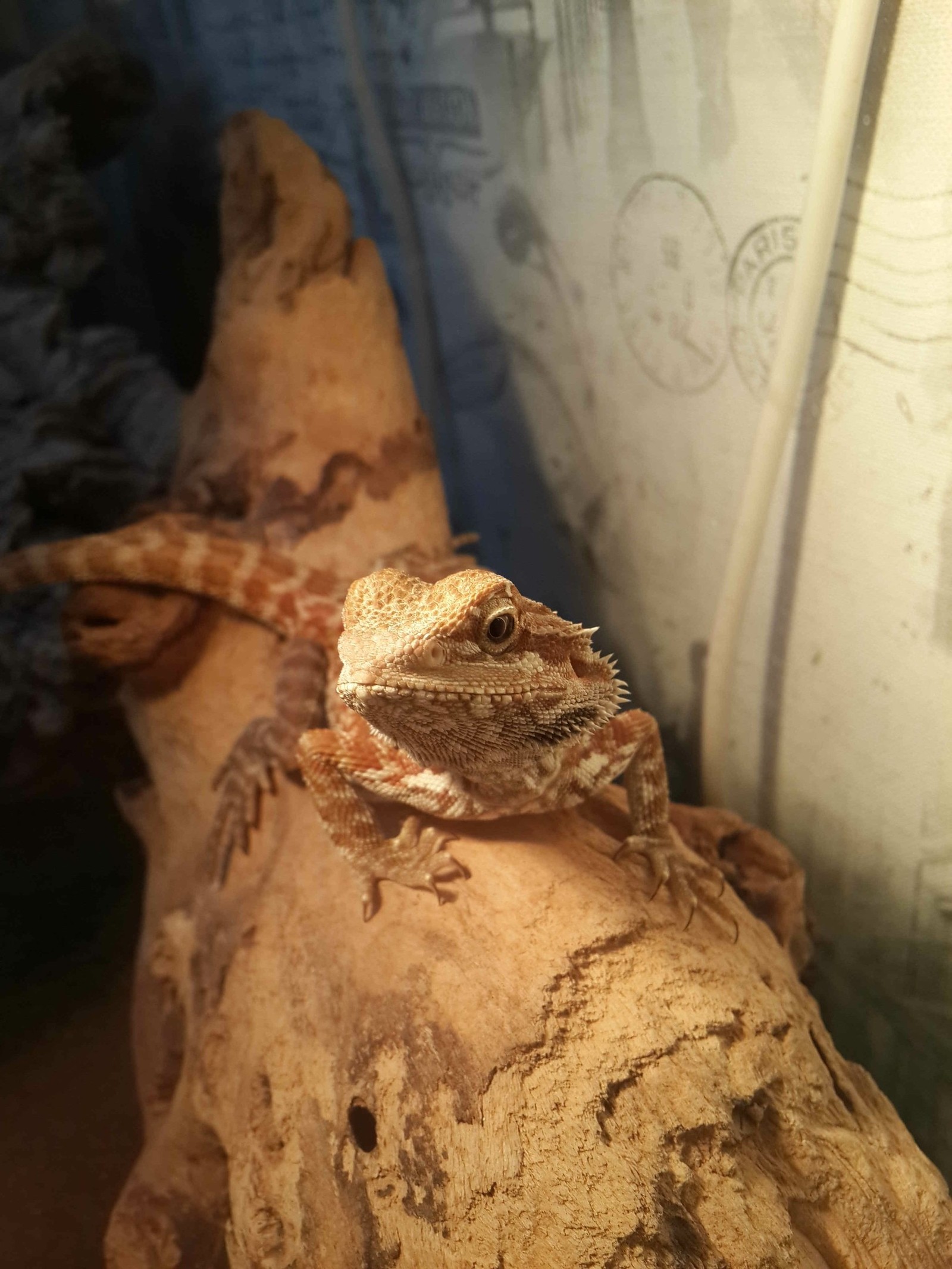 North - My, Bearded dragon, The photo, Longpost