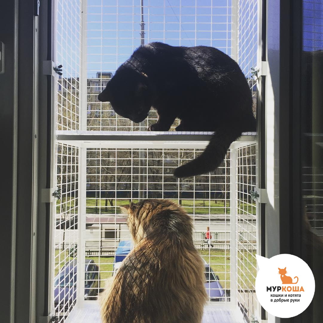 Window nets = safety - My, cat, Animal shelter, Murkosha, Murkosh shelter, Longpost, Useful