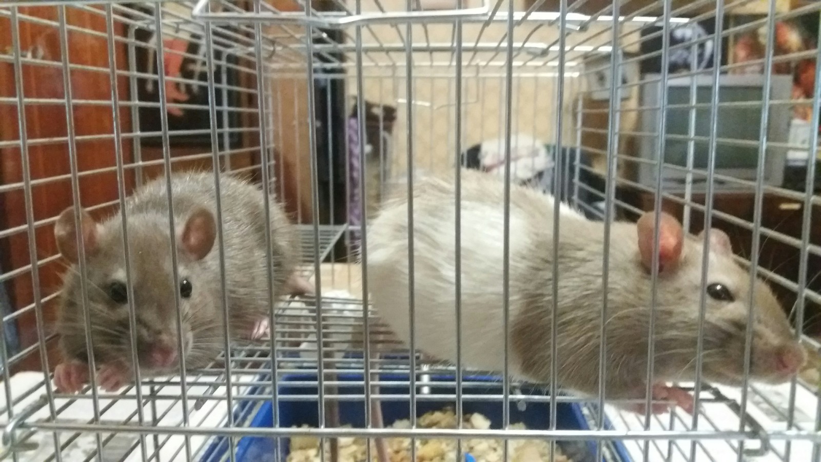 Shusha and Morty - My, Decorative rats, Rat, My, Longpost