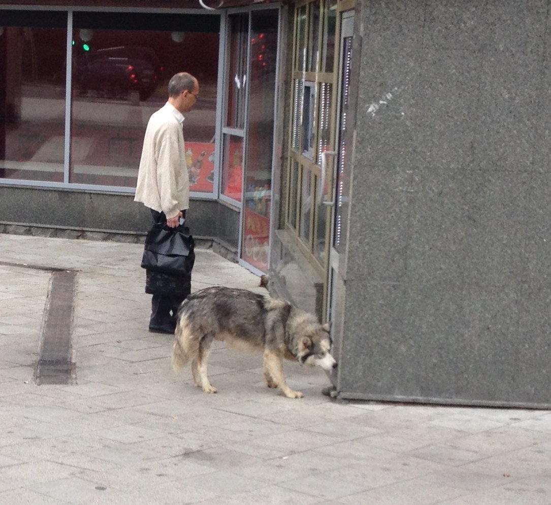 The restless hasya runs. - My, Dog, Lost, Alaskan Malamute