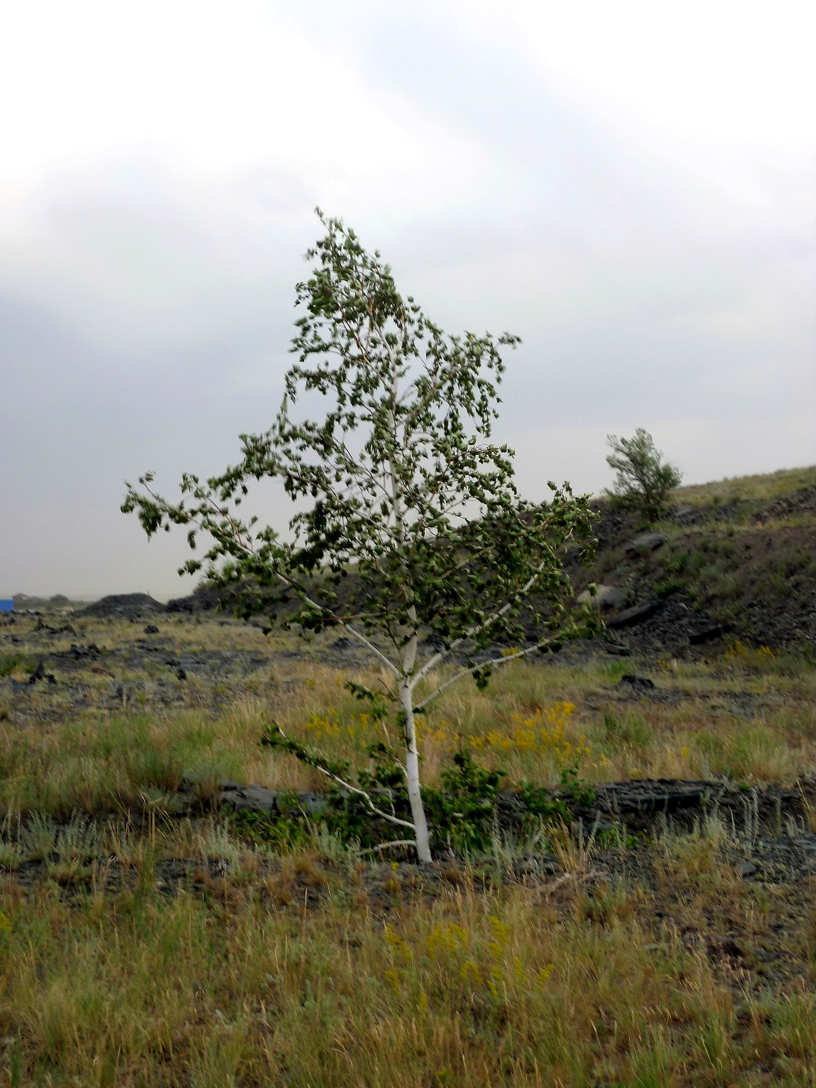 Arkaim and its nature. - My, Arkaim, Nature, The photo, Longpost, Southern Urals