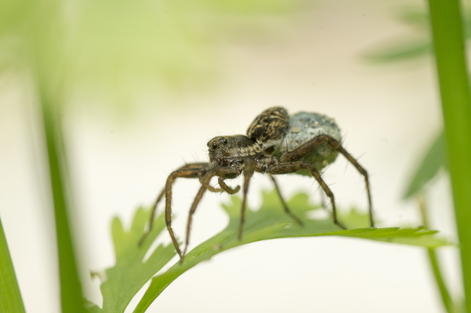 Spider - My, Spider, Macro, Sony alpha 580, , Arachnophobia, Macro photography, Tamron