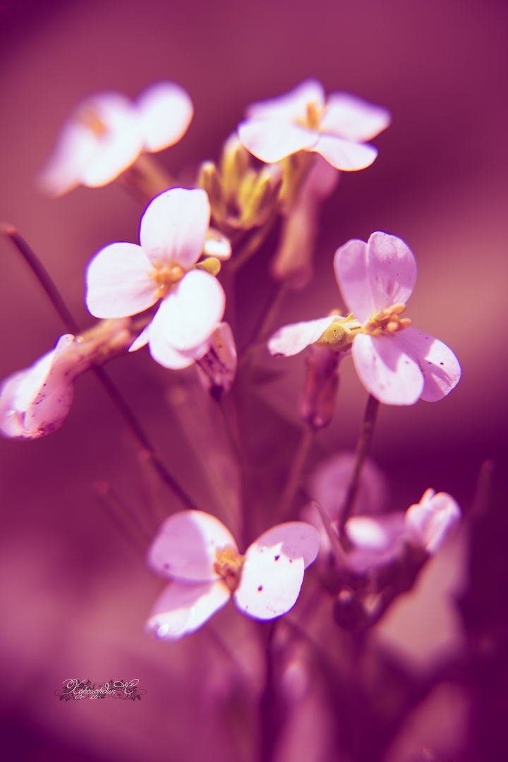 Florophil's Notes No. 7. - My, Flowers, Macro photography, beauty, Summer, Lilies of the valley, Longpost