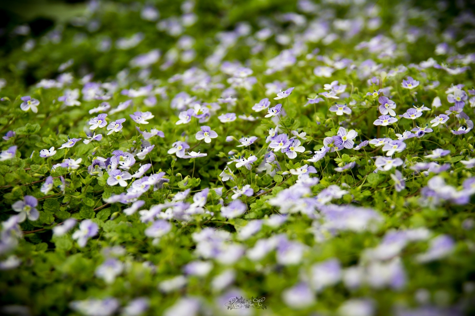 Florophil's Notes No. 7. - My, Flowers, Macro photography, beauty, Summer, Lilies of the valley, Longpost