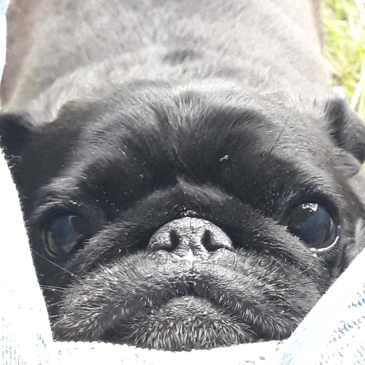 Pugs in your feed - My, Dog, Pug, The photo