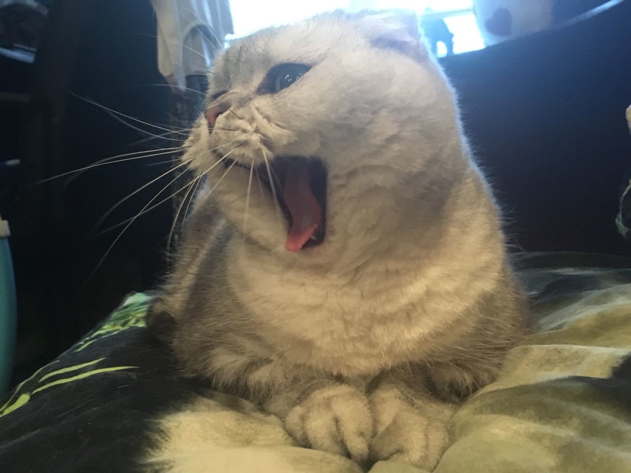 Two-faced Janus. - My, Scottish lop-eared, Tag, cat