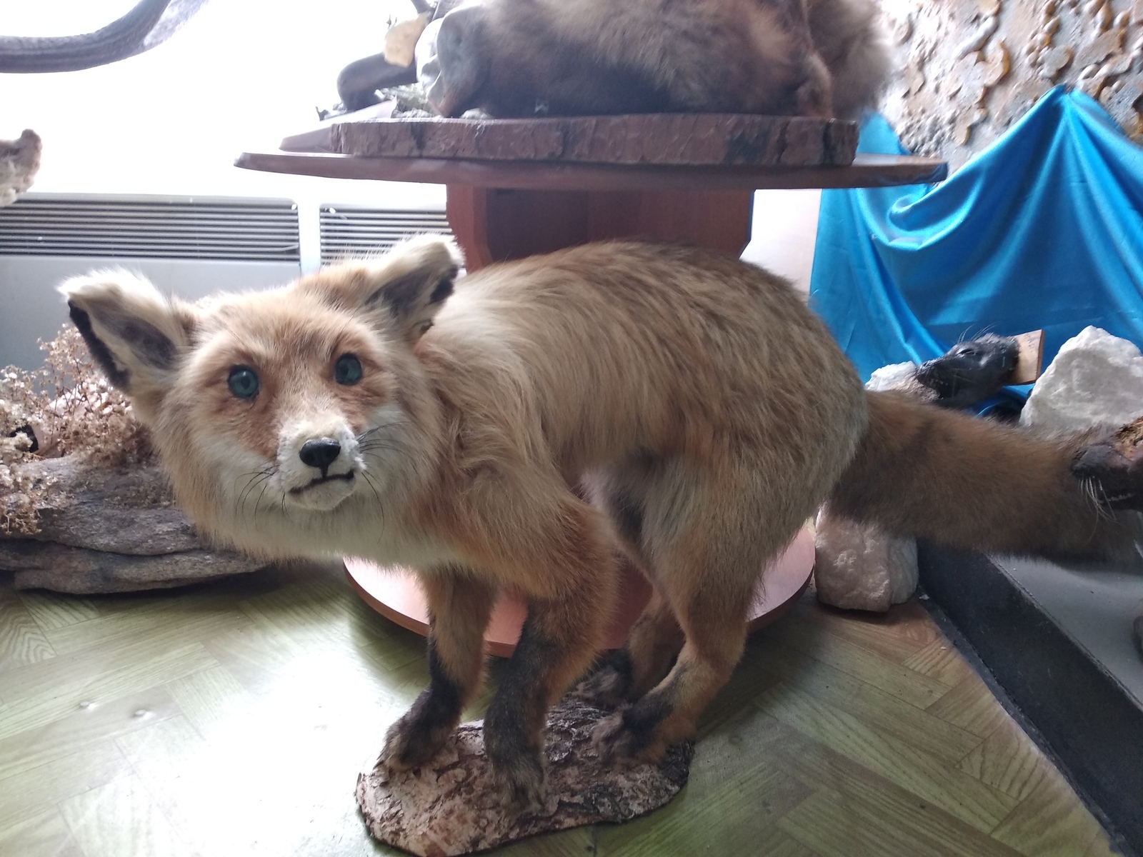 A stuffed fox that has seen a lot. Museum on Olkhon Island - My, Fox, Scarecrow, Stubbornness, Olkhon, Longpost