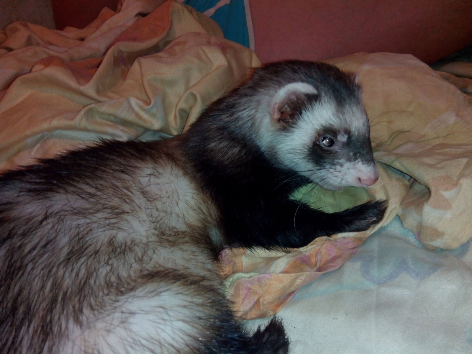 Help! HOREC is gone! Khimki. - My, Ferret, The missing, Khimki, Longpost, Help, Help me find, No rating