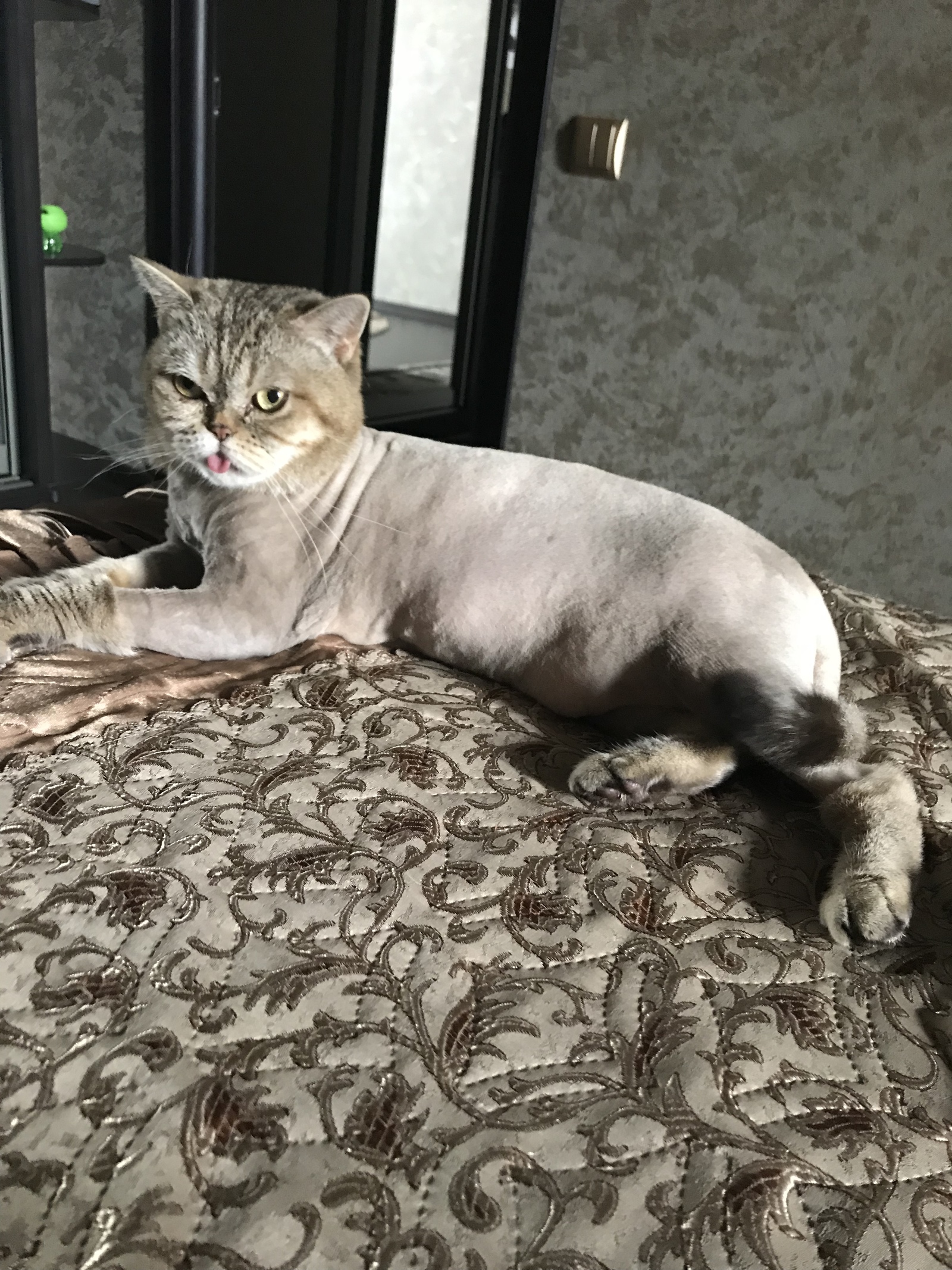 Summer hairstyle - cat, Grooming, Kosha Anfisa, Catomafia, My