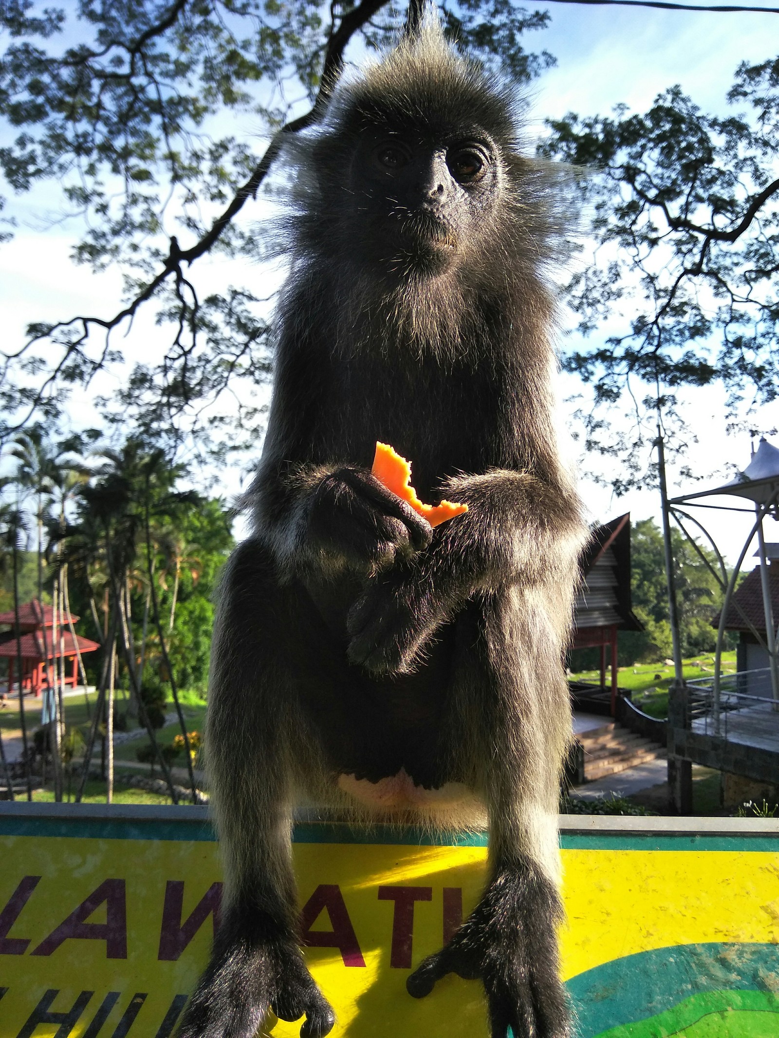 Silver langur - My, Langurs, Monkey, Photogenic