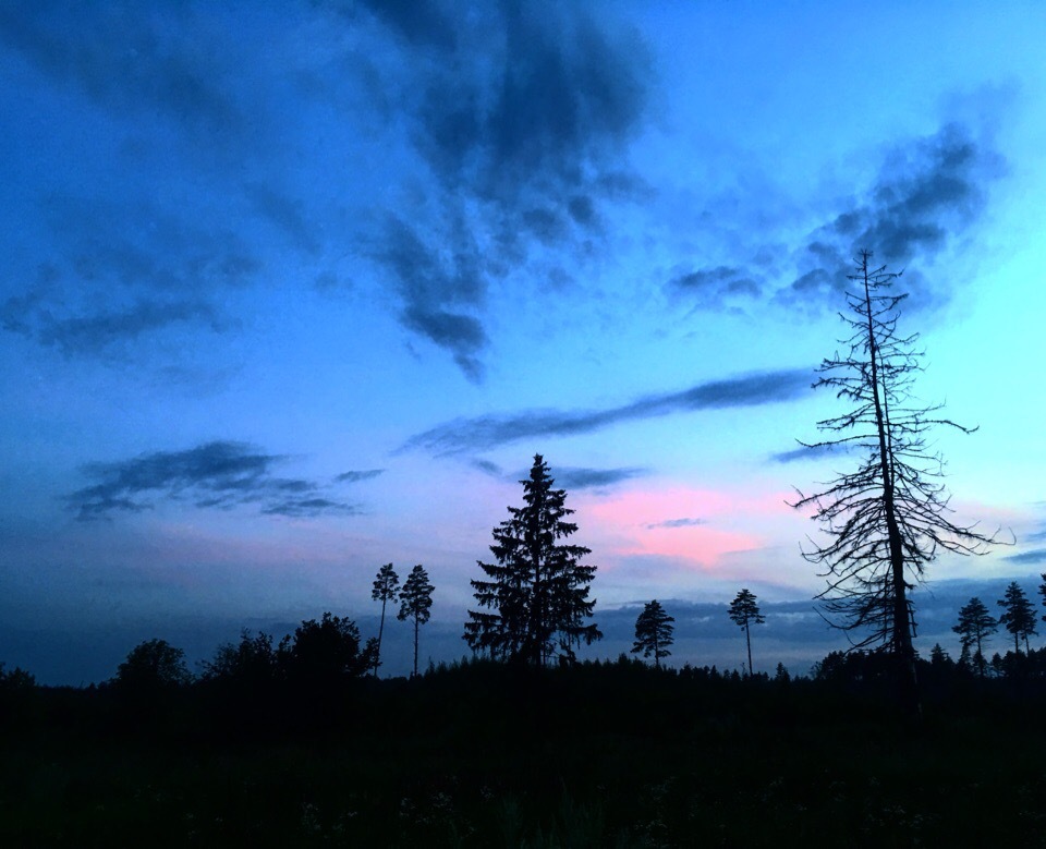 Evening - My, The photo, Beginning photographer, Forest, Sky, Sunset