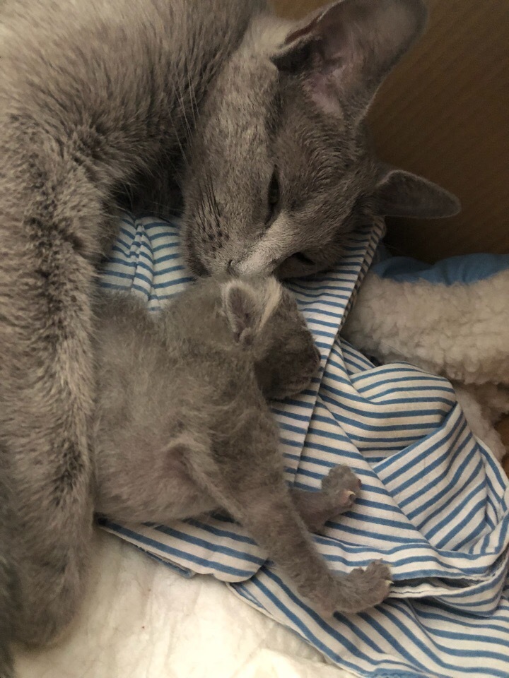 Green-eyed beauties - My, cat, Kittens, Russian blue, Longpost