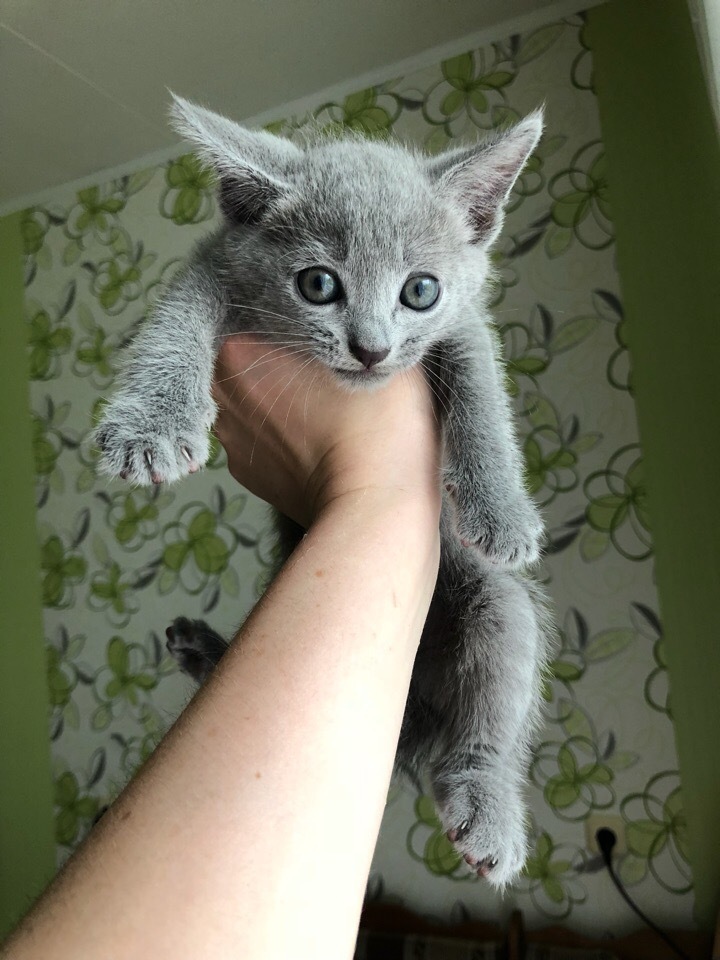 Green-eyed beauties - My, cat, Kittens, Russian blue, Longpost