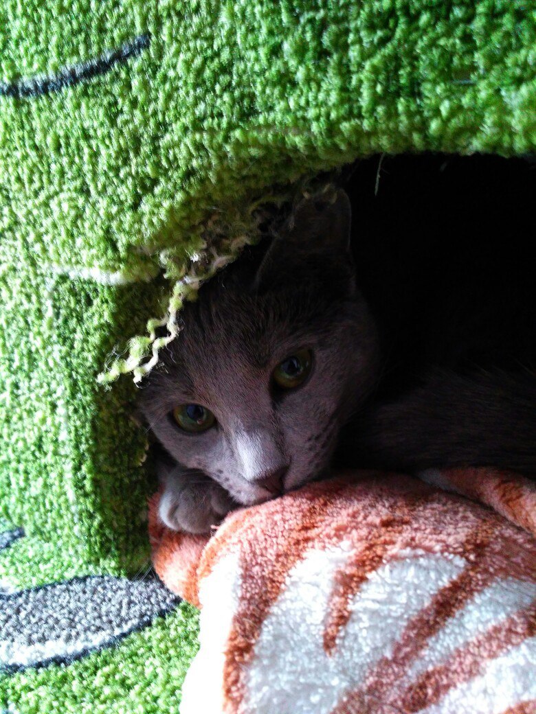 Green-eyed beauties - My, cat, Kittens, Russian blue, Longpost