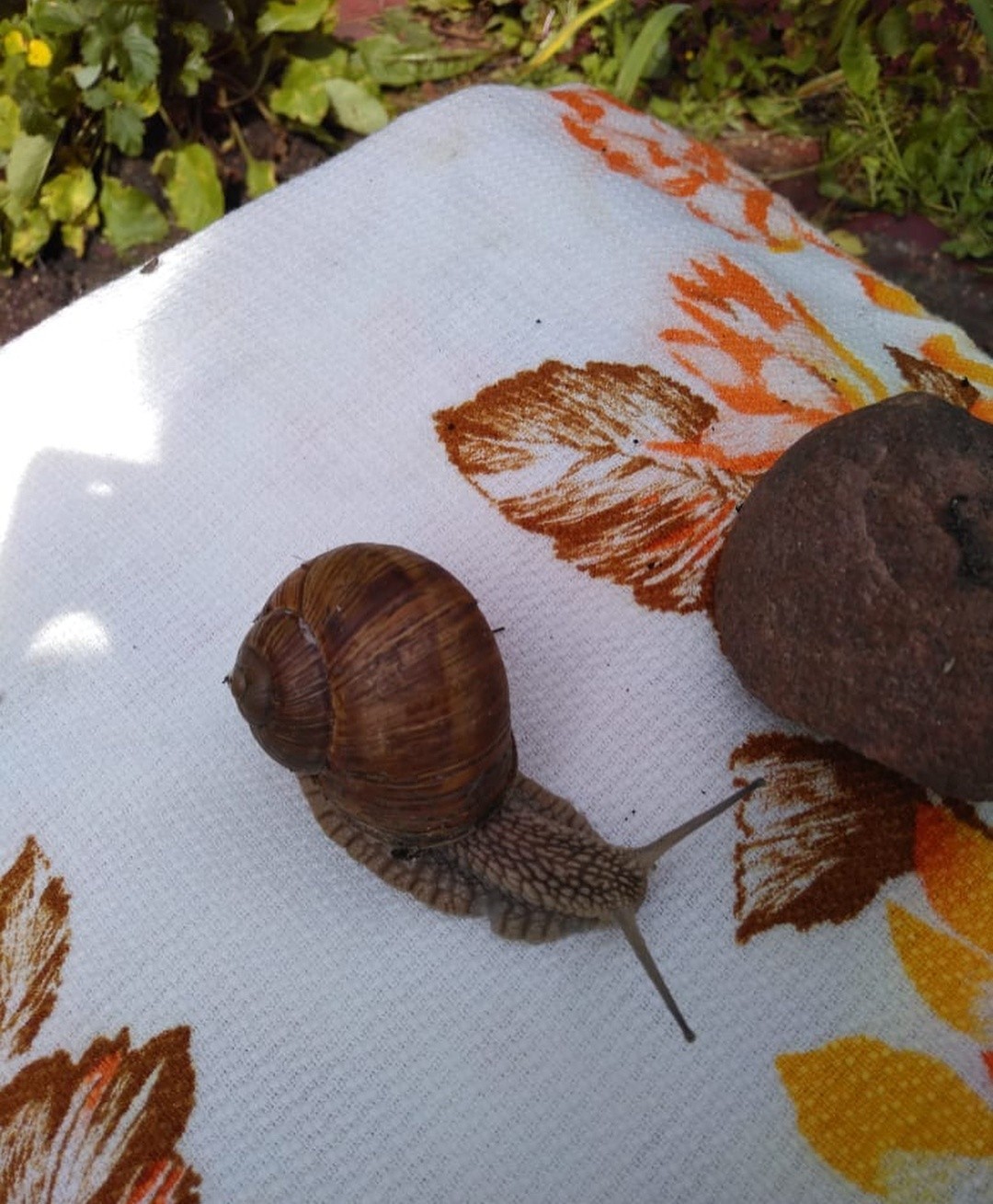 New resident. Snail - My, Dacha, Summer, Snail, Longpost