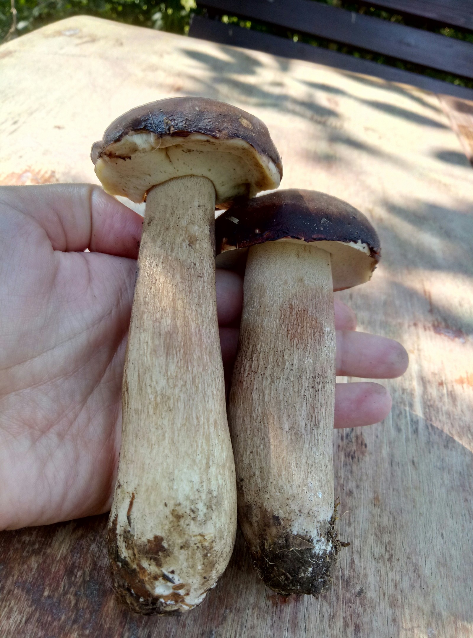 What kind of mushrooms? - Mushrooms, Forest, Porcini, Longpost