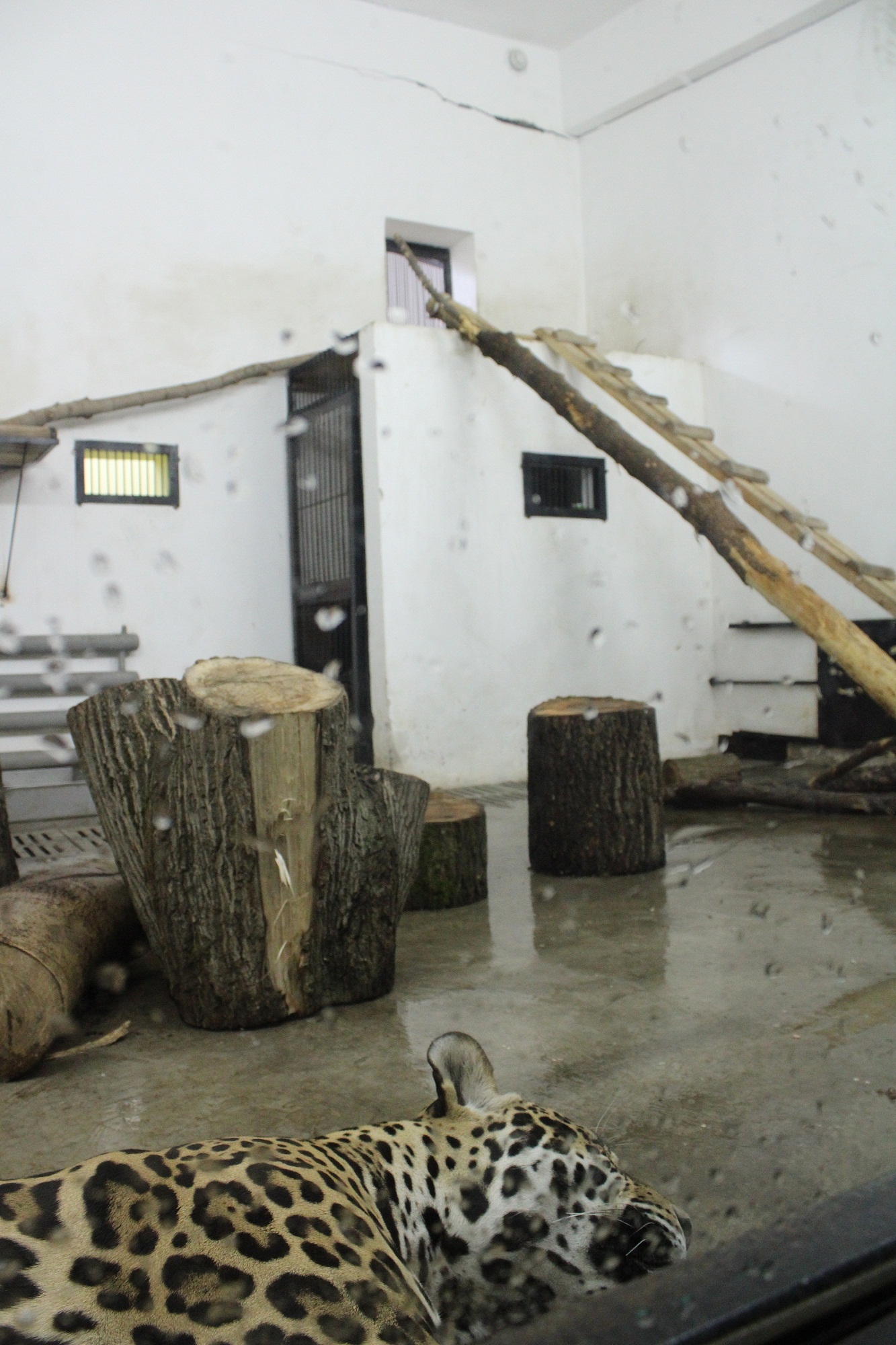 Penza Zoo - the general condition of the enclosures. - My, Penza Zoo, Aviary, , Longpost