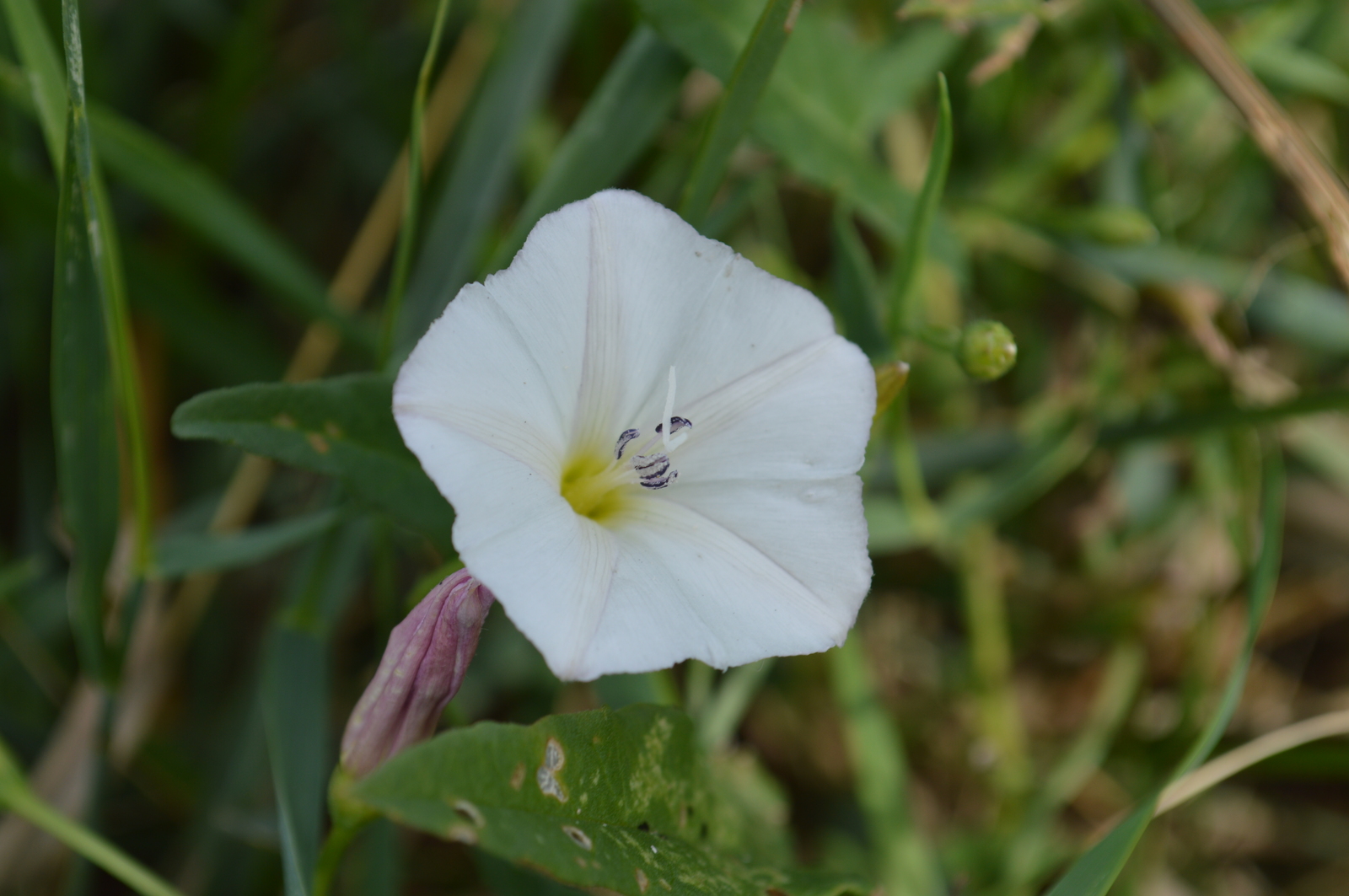 First attempts at photography (part 3). - My, Beginning photographer, Nikon d3200, Cossacks, Macro, Plants, People, Longpost, Macro photography