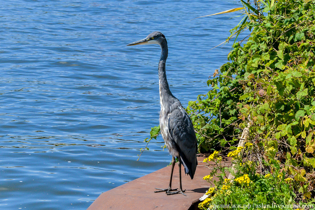 The heron is waiting for passing transport - Heron, Amsterdam, The photo, Longpost