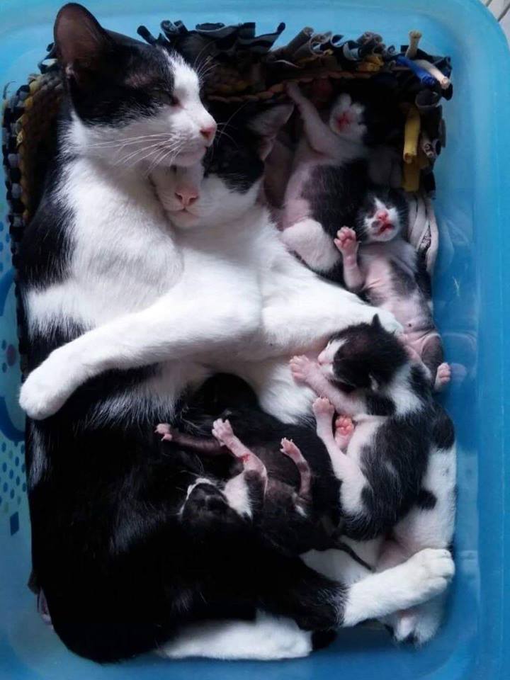 Family - cat, Family, Milota, The photo