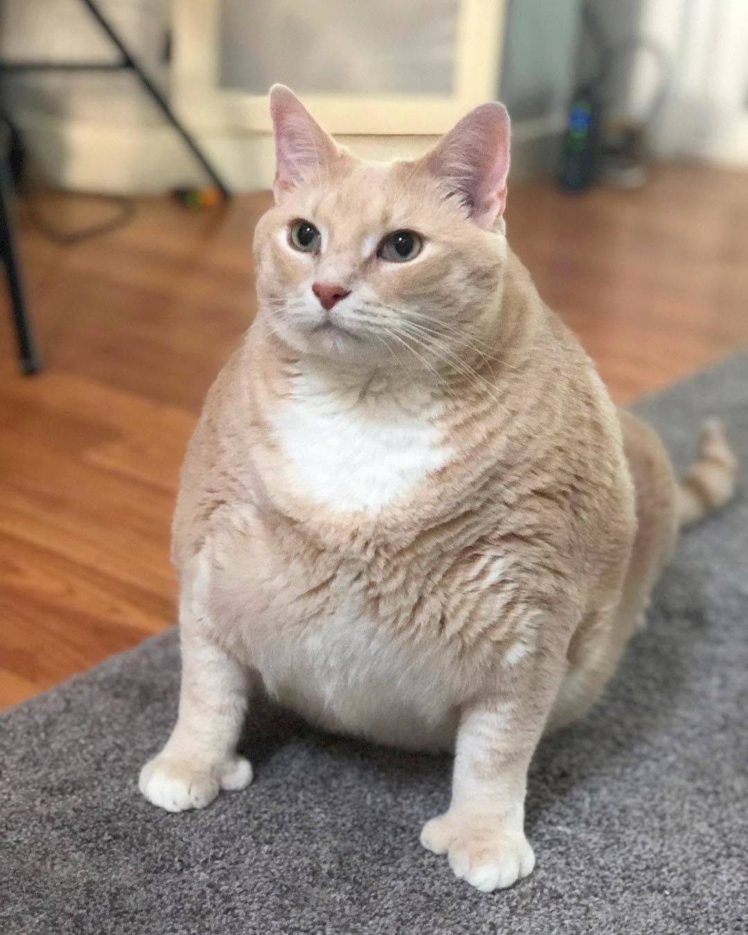 Meet this plump guy's name is Bronson. Today we took him from the shelter and start a long journey of losing weight - cat, Milota, Animals, Thick, It's a pity, Paws, Longpost, Thick, A pity