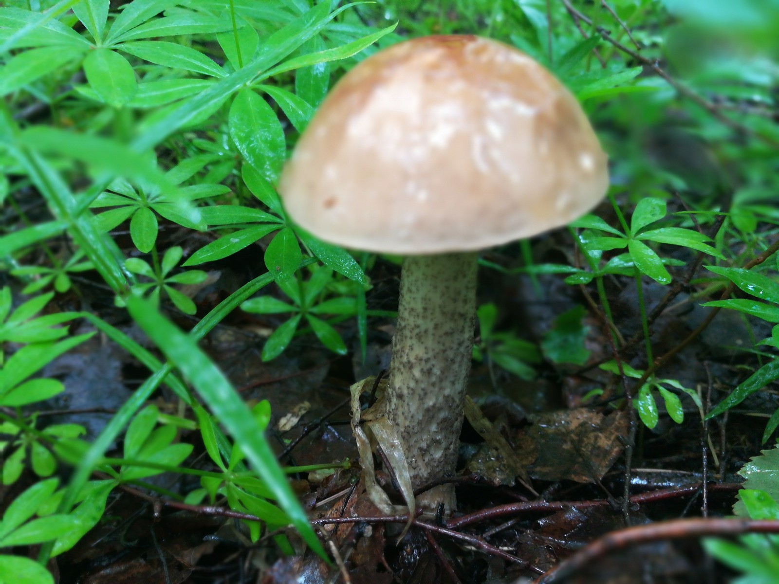 Silent hunt - Mushrooms, Forest, Silent hunt, Longpost