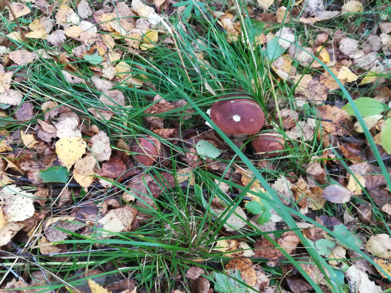 Silent hunt - Mushrooms, Forest, Silent hunt, Longpost