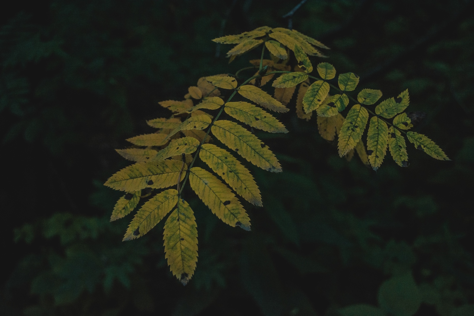 forest details - My, The photo, Nature, Plants, Longpost