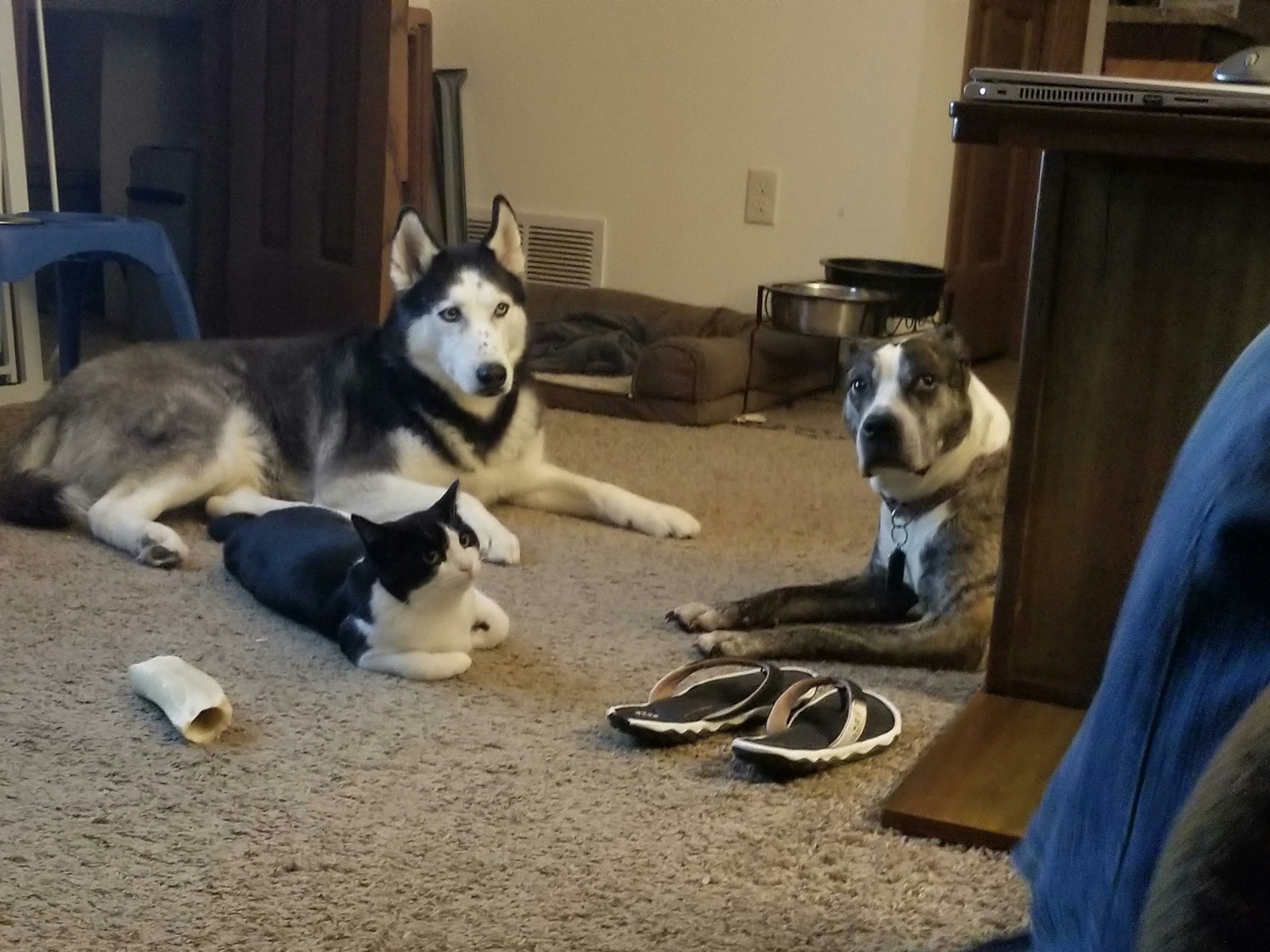 I think I just interrupted a meeting I shouldn't have known about. - cat, Dog, Animals, Pets, Milota, Reddit, Husky