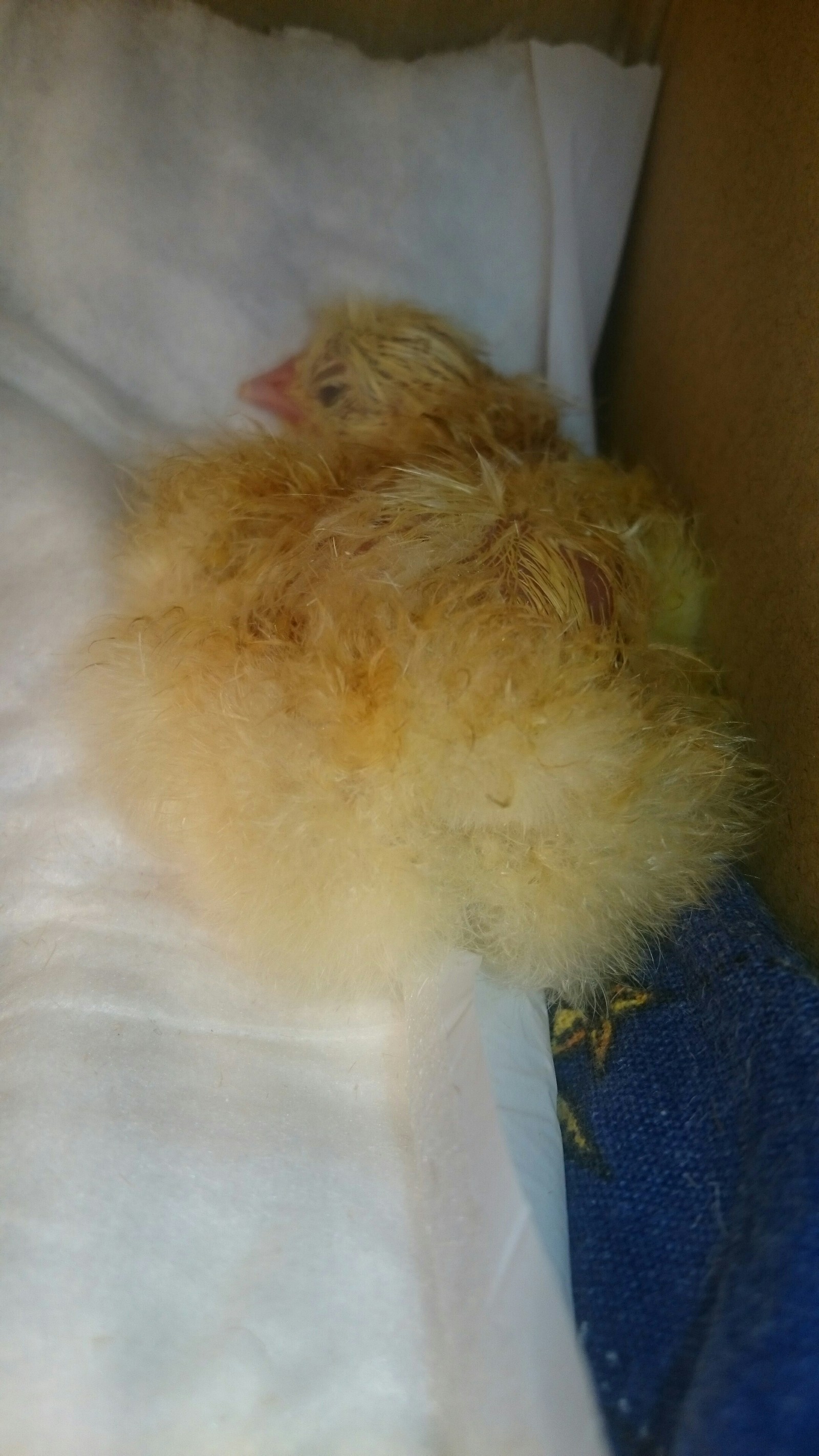 Newborn chicks - My, Chickens, New life, Incubator, Video, Longpost