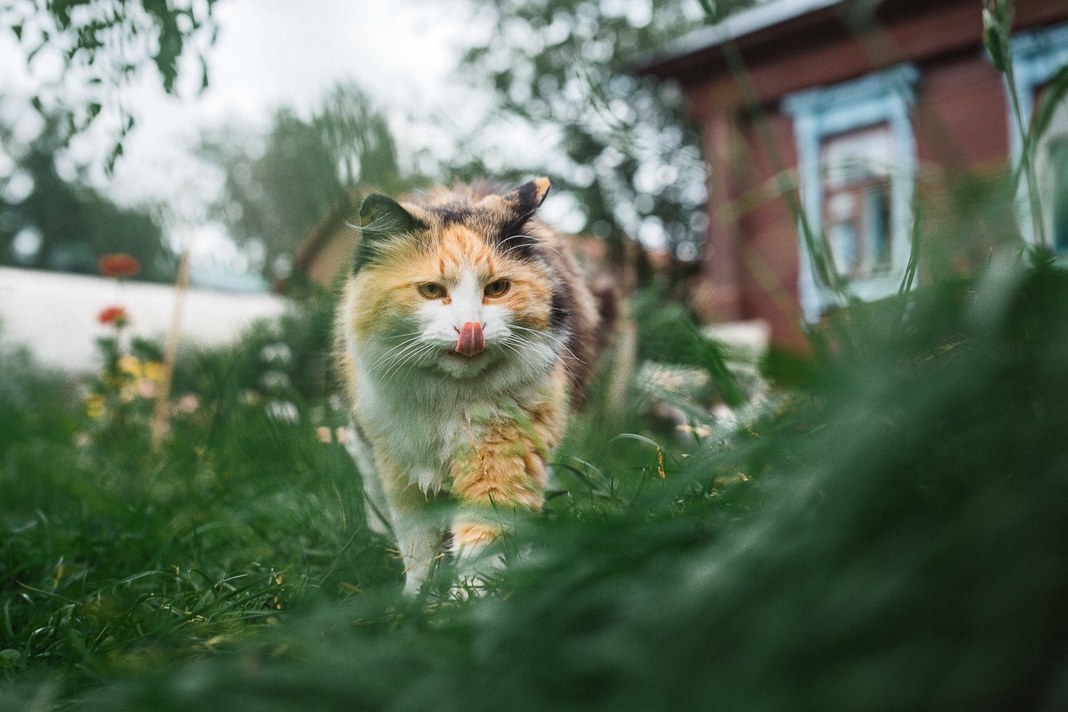 Деревенская кошка - Моё, Котомафия, Трехцветная кошка, Фотография, Питомец, Деревня, Длиннопост, Кот, Домашние животные, Животные