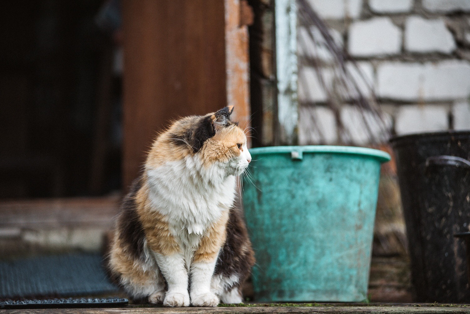 Деревенская кошка - Моё, Котомафия, Трехцветная кошка, Фотография, Питомец, Деревня, Длиннопост, Кот, Домашние животные, Животные