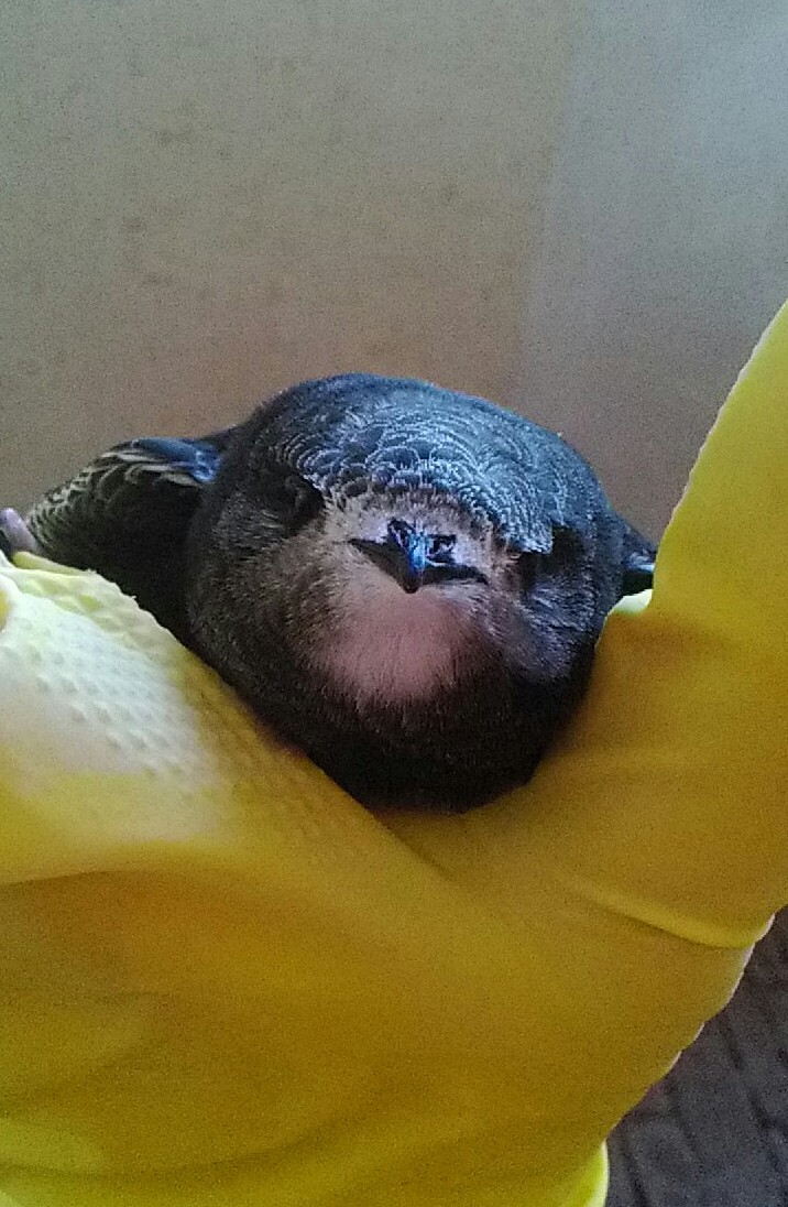 Daughter saves a bird - My, The photo, What kind of bird?, Swift, Longpost