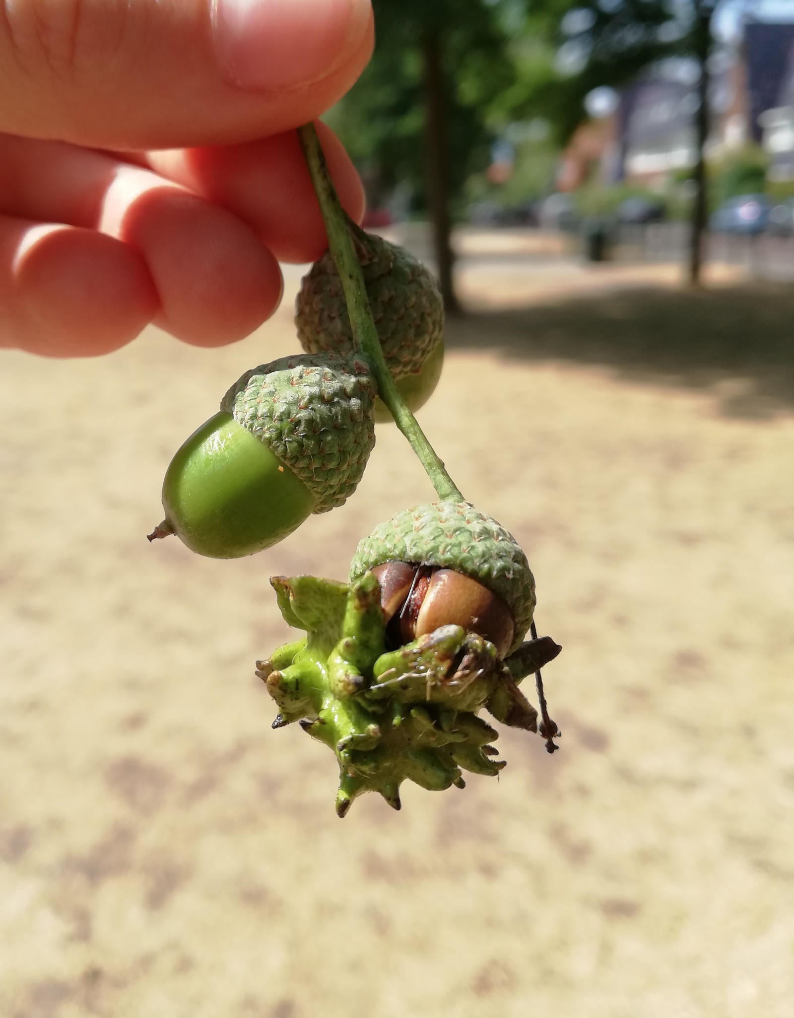 Unidentified object - My, Acorn, Oak, Longpost