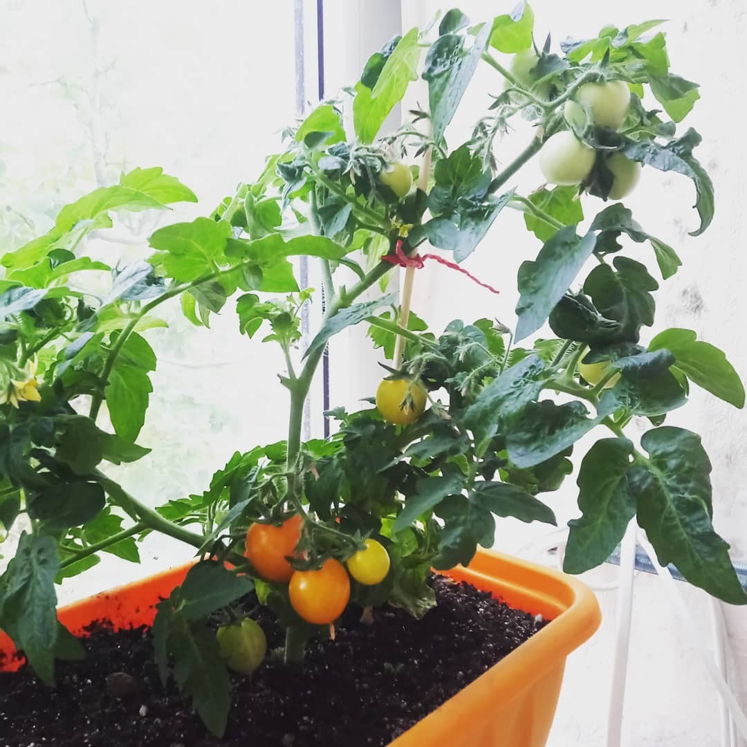 Cherrygrowing Chronicles - My, Vegetable garden on the windowsill, Plants, Tomatoes, Vegetation, Gardening, Longpost