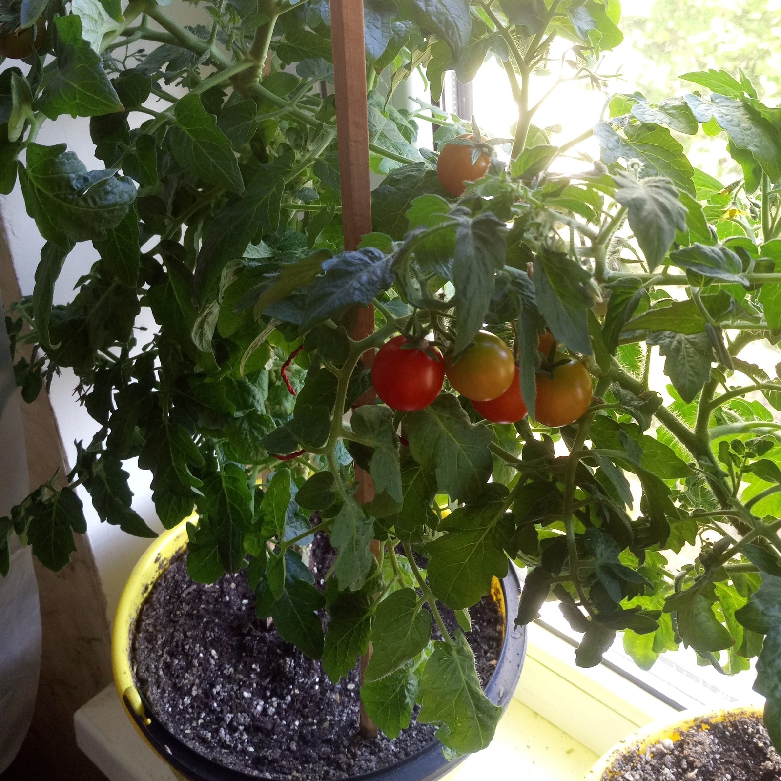 Cherrygrowing Chronicles - My, Vegetable garden on the windowsill, Plants, Tomatoes, Vegetation, Gardening, Longpost