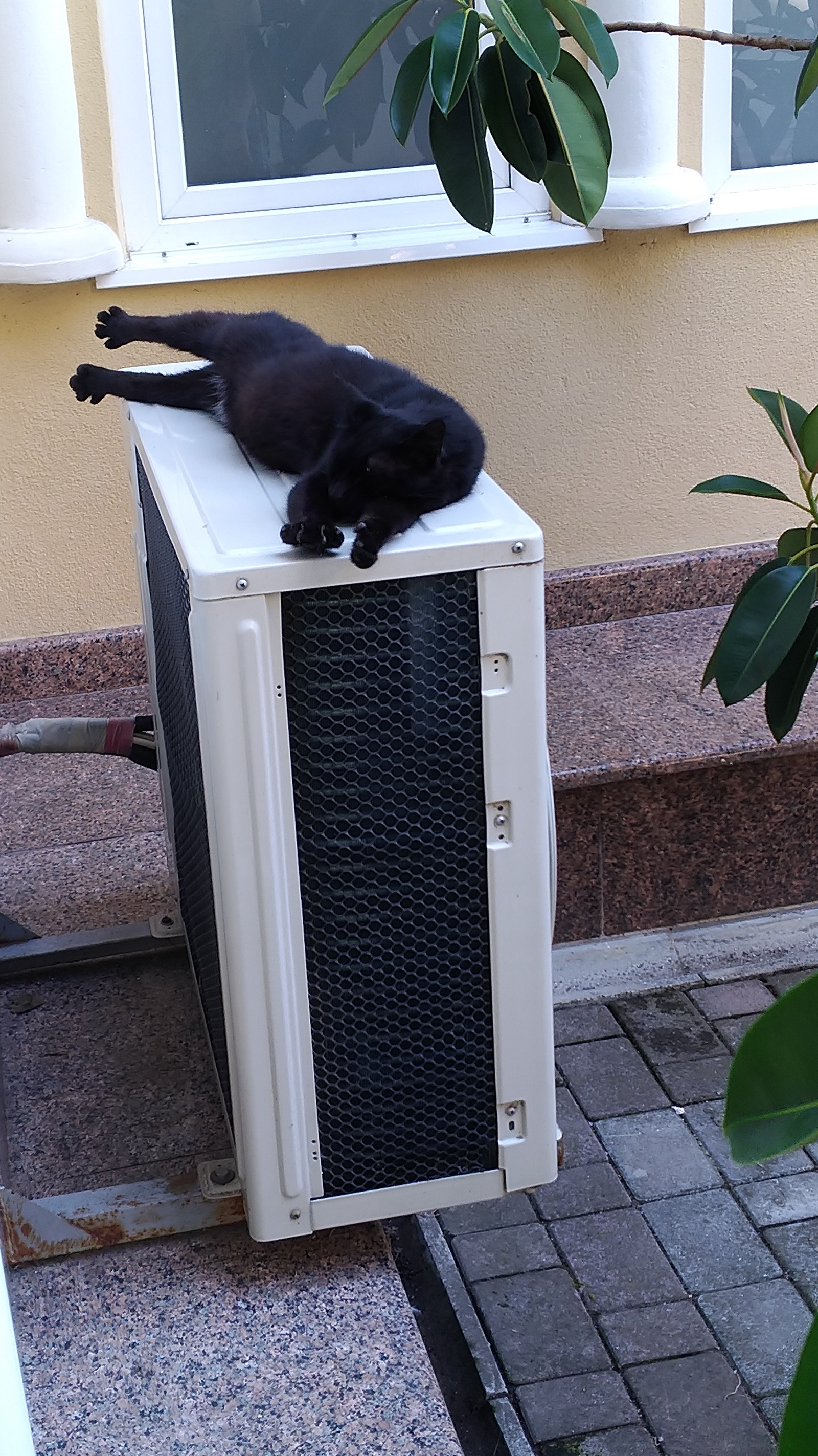 Two rumbling friends - My, Dream, Healthy sleep, Catomafia, cat, Black cat, Air conditioner, The photo, Longpost