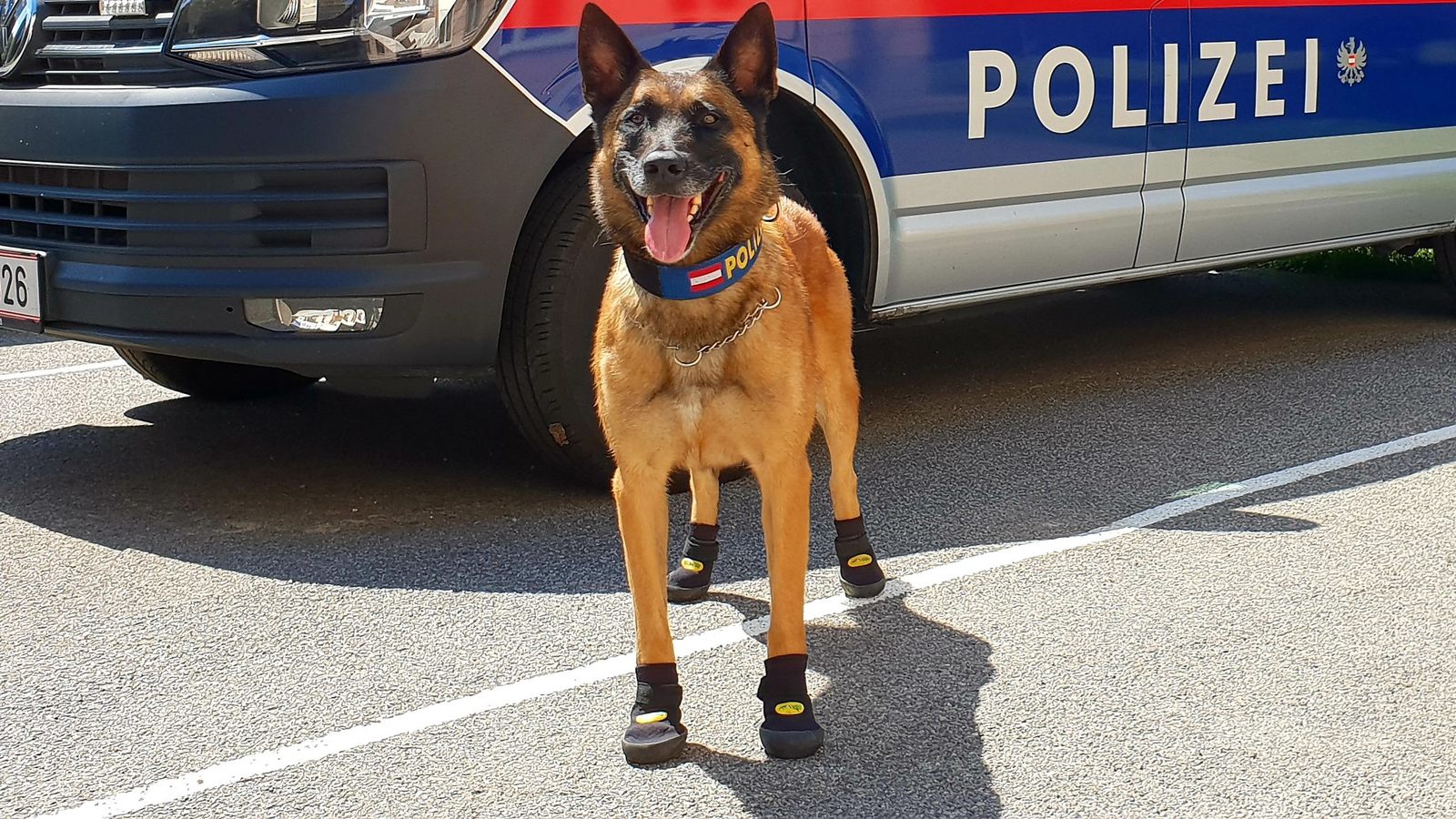 Boots for Commissioner Rex - Vein, Police, Service dogs, Commissioner Rex, Austria, Living abroad, A uniform, German Shepherd