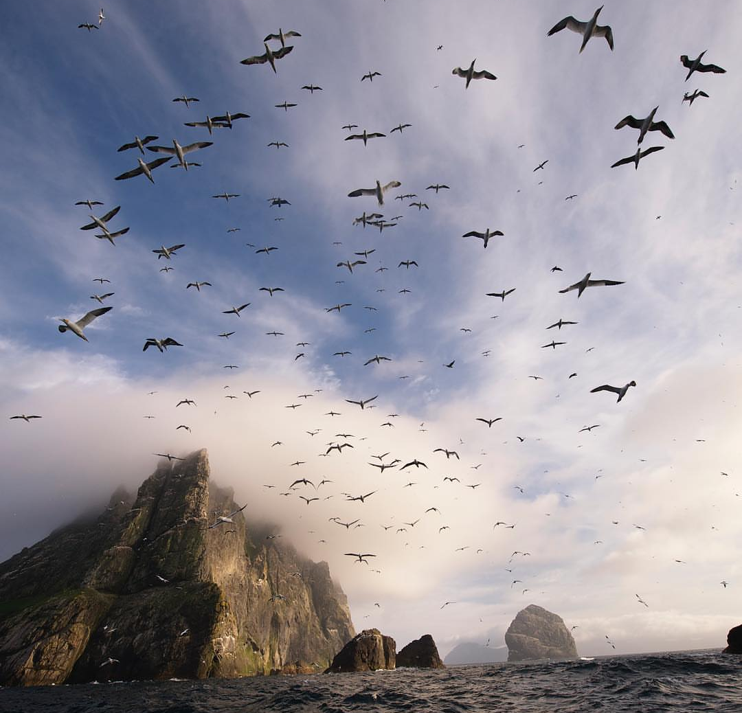 St Kilda, Scotland - Birds, Scotland