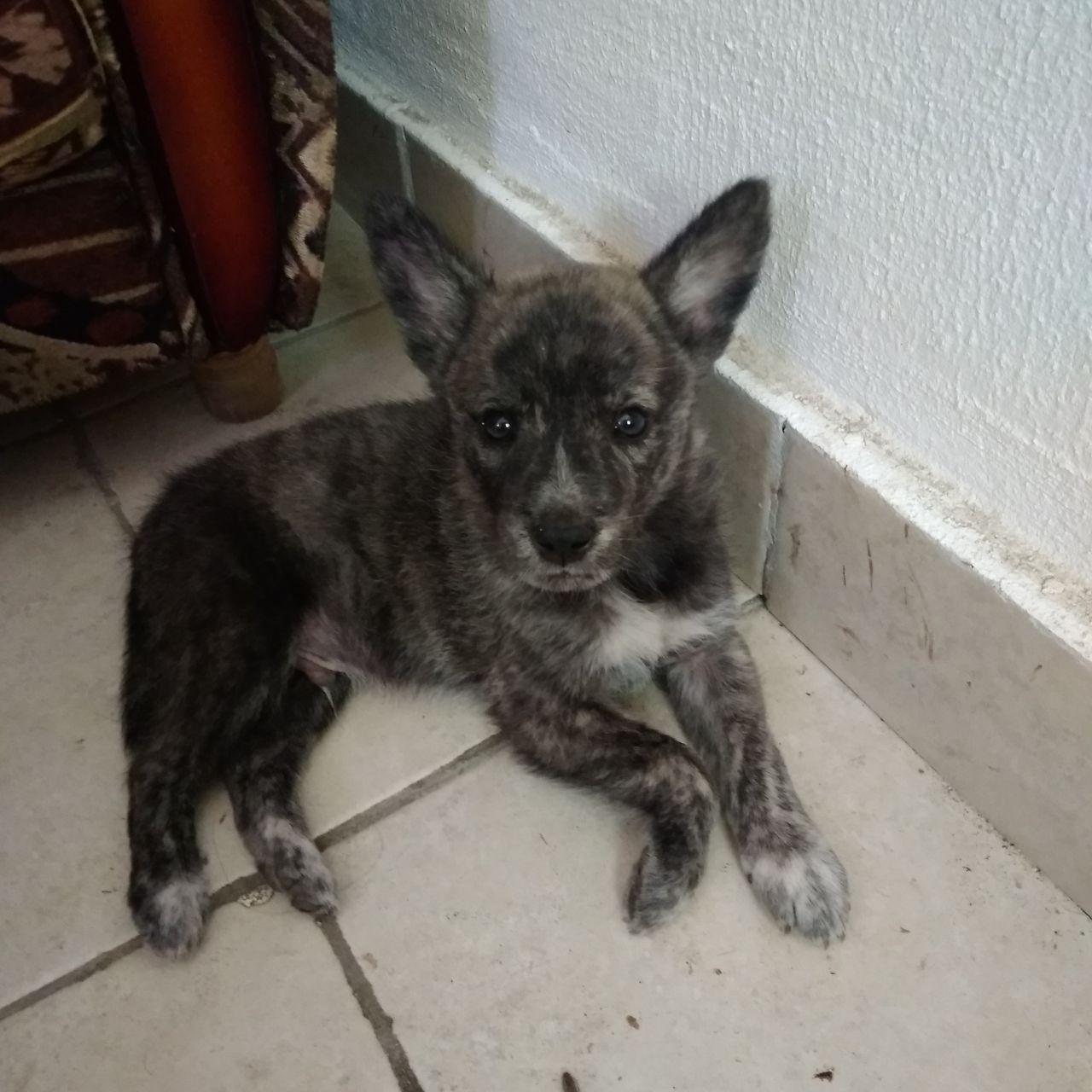 An ember is looking for a home - Krasnodar, Help, Puppies, In good hands, Dog, No rating, Helping animals