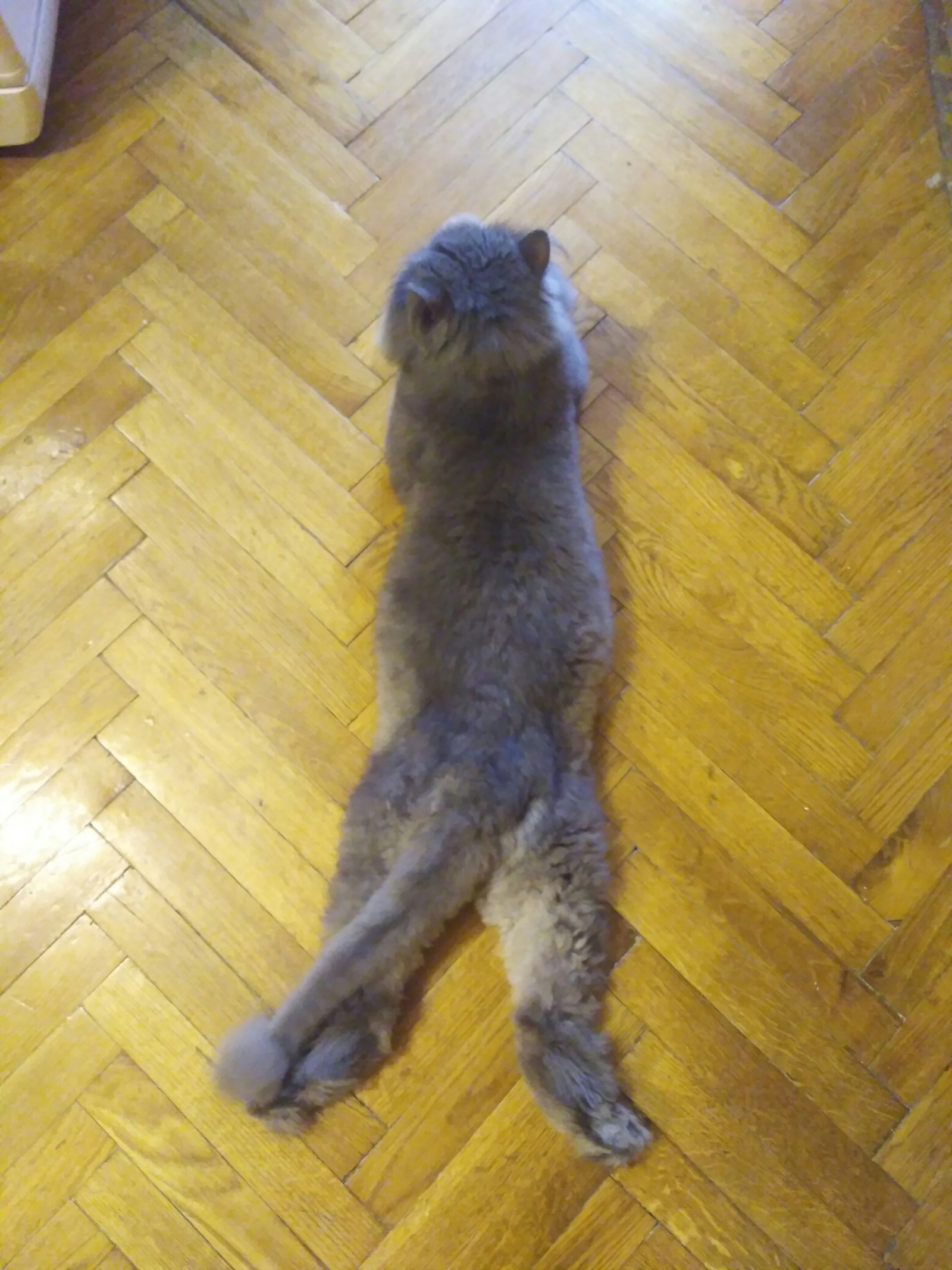 A cat that loves comfortable resting positions - My, cat, Catomafia, Pose, Longpost