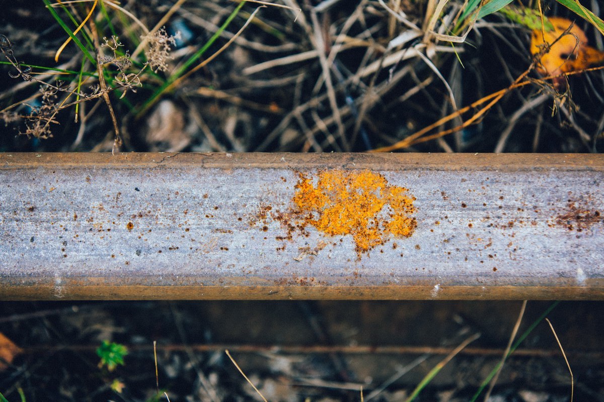 The life of an abandoned railroad... - My, Snail, Railway, Cast, A life, Rails, Longpost