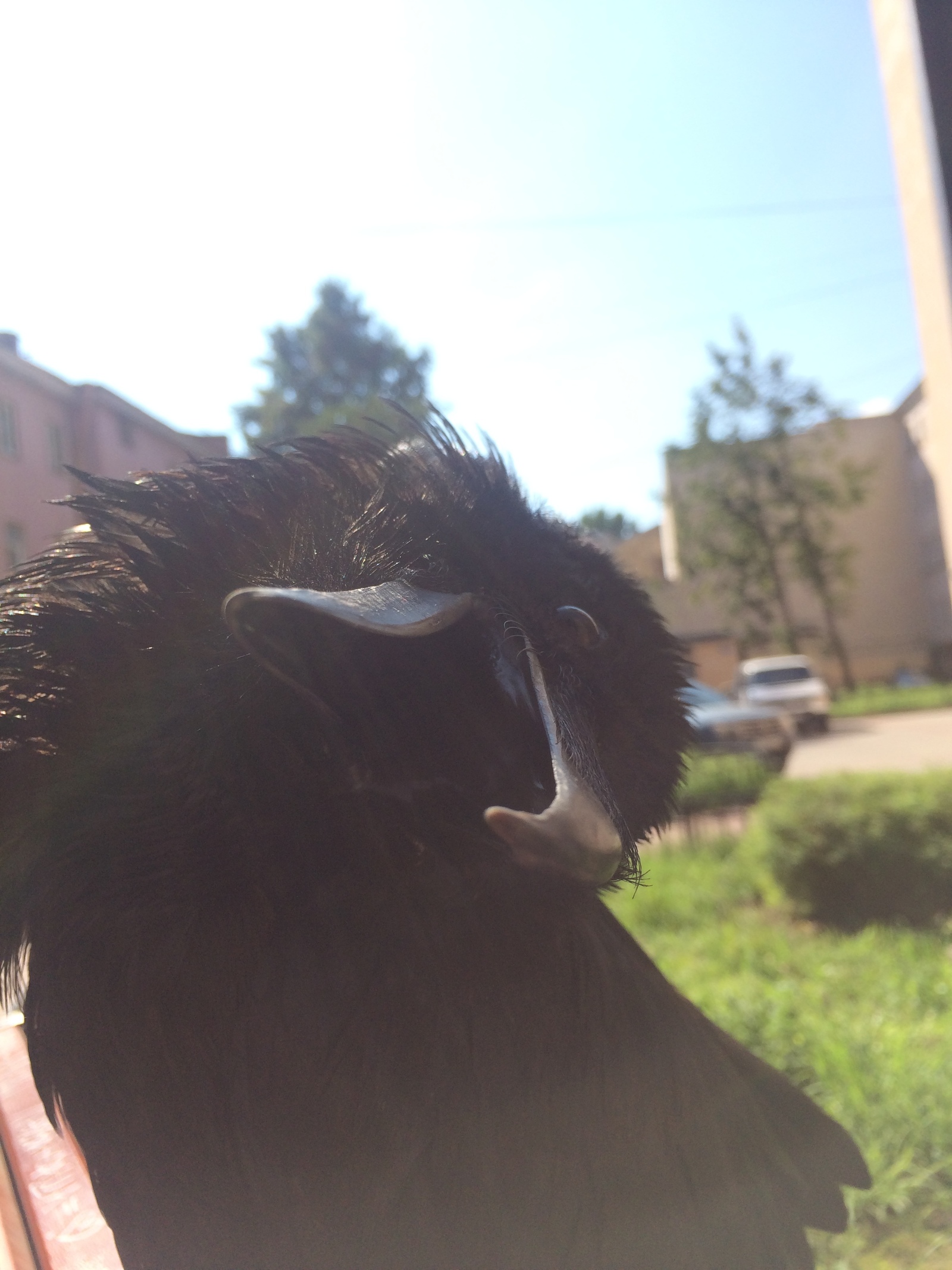 Who has seen corvids sunbathing? - My, Birds, Crow, The photo, Summer