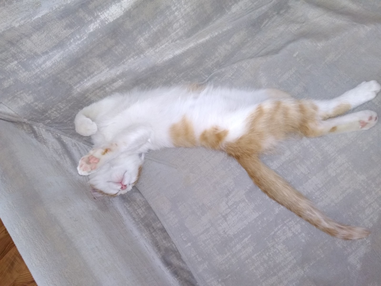 This is how my cat sleeps. - My, cat, Catomafia, Dream, Longpost