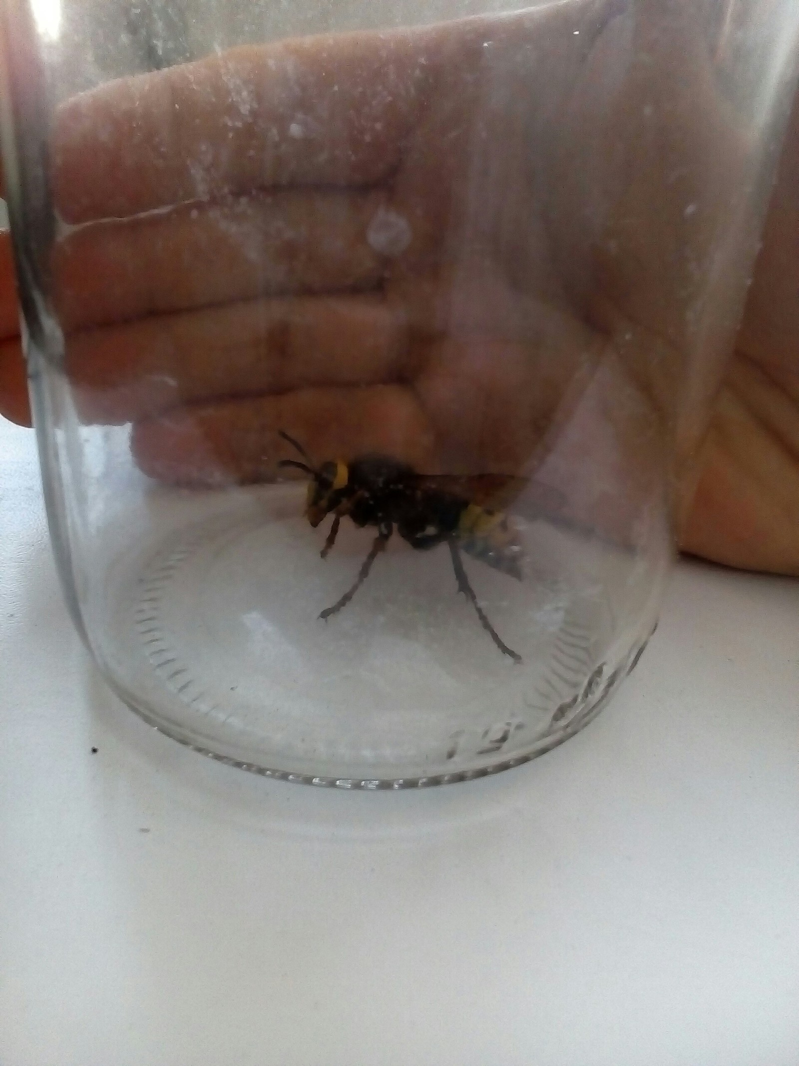 How did the mutant come to us - Mutant, Wasp, Horror, Longpost