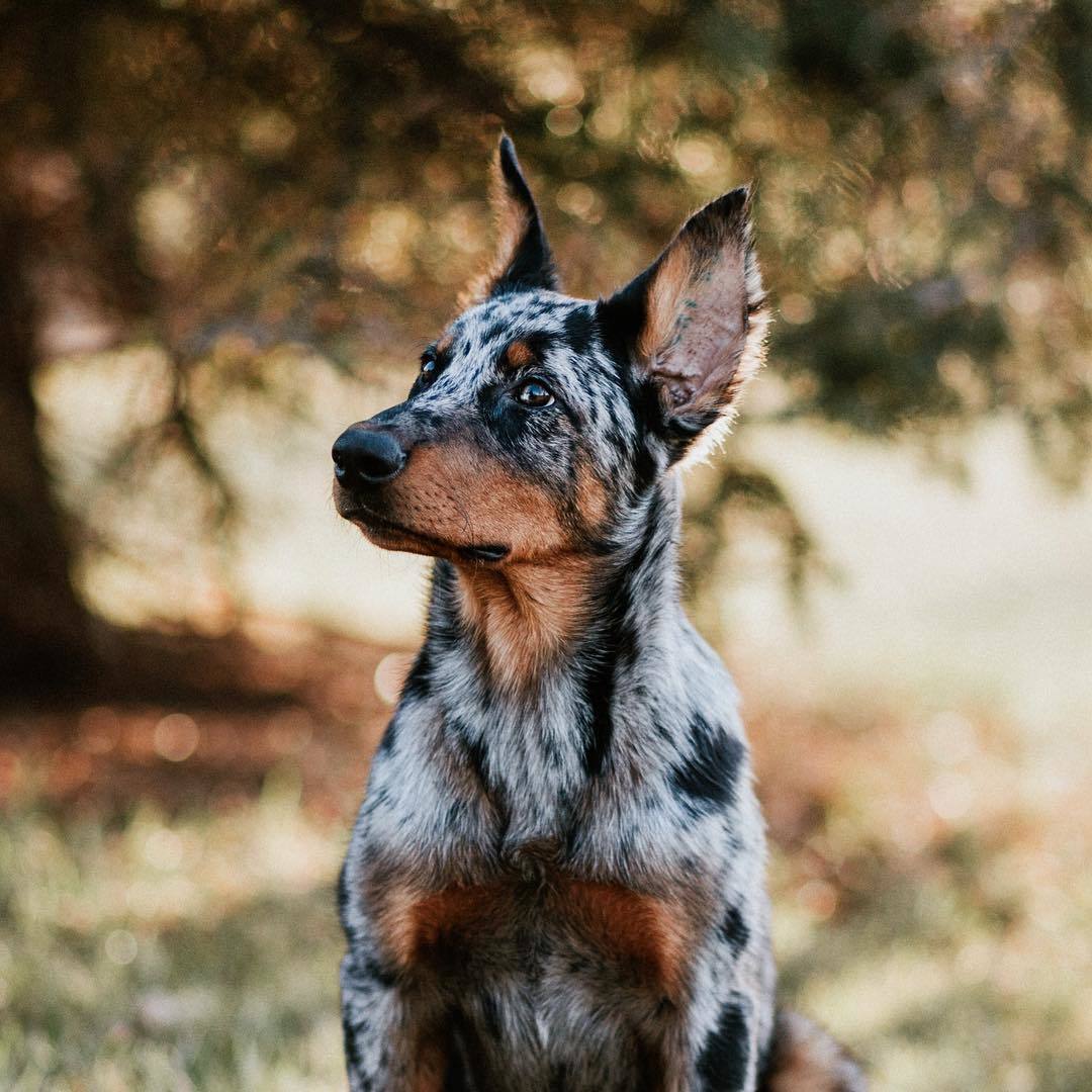 french shepherd - Dog, Animals, Pets, french shepherd, Pet, The photo