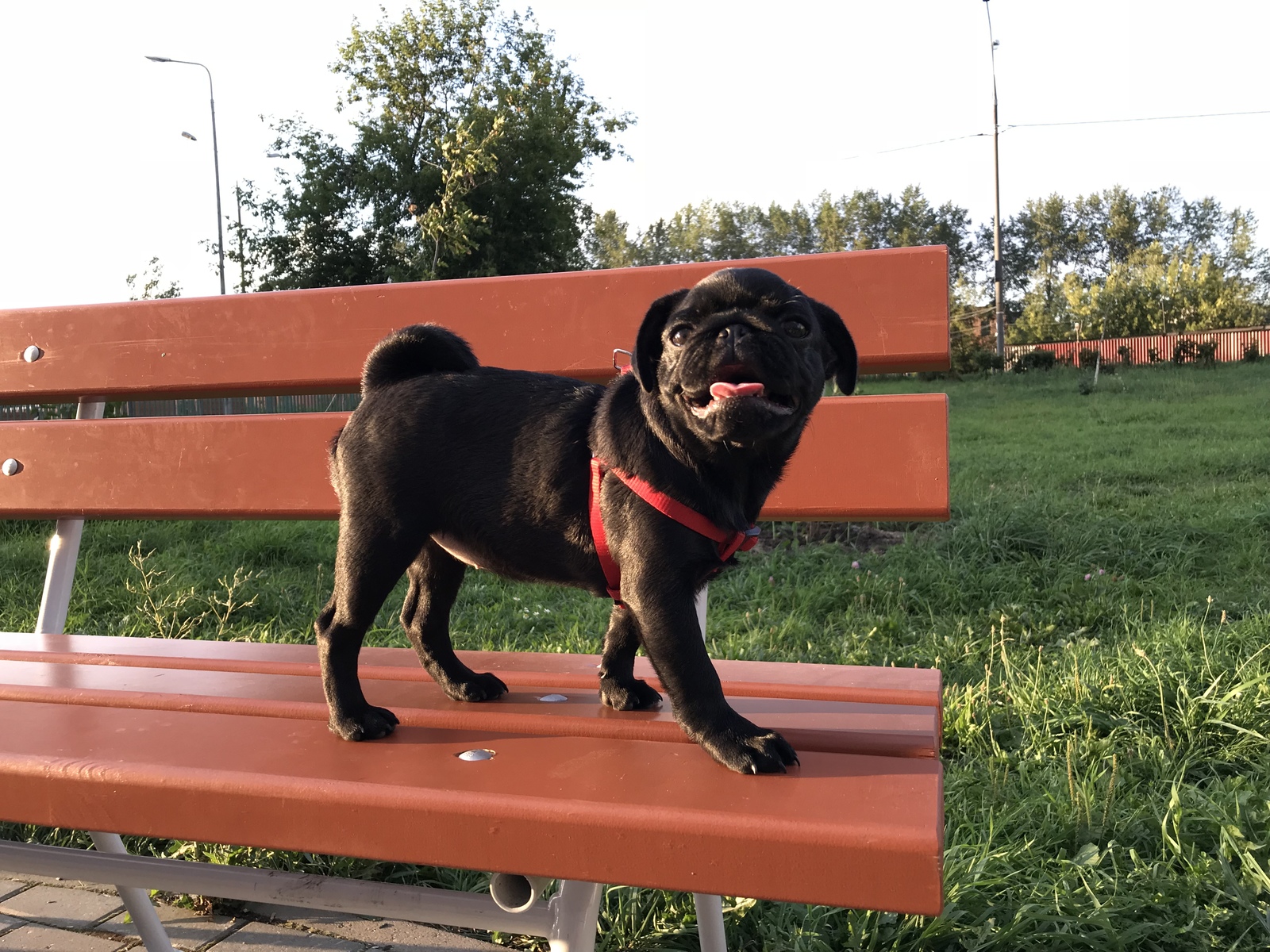 Walk on the 3rd day - My, Pug, The street, Milota, , Walk, Evening, Longpost