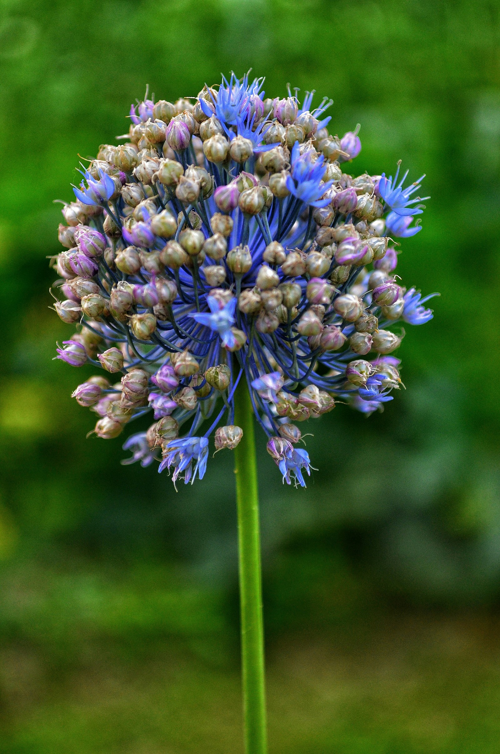 caetok, just a flower - My, Beginning photographer, I want criticism, Flowers, Nature, Novosibirsk