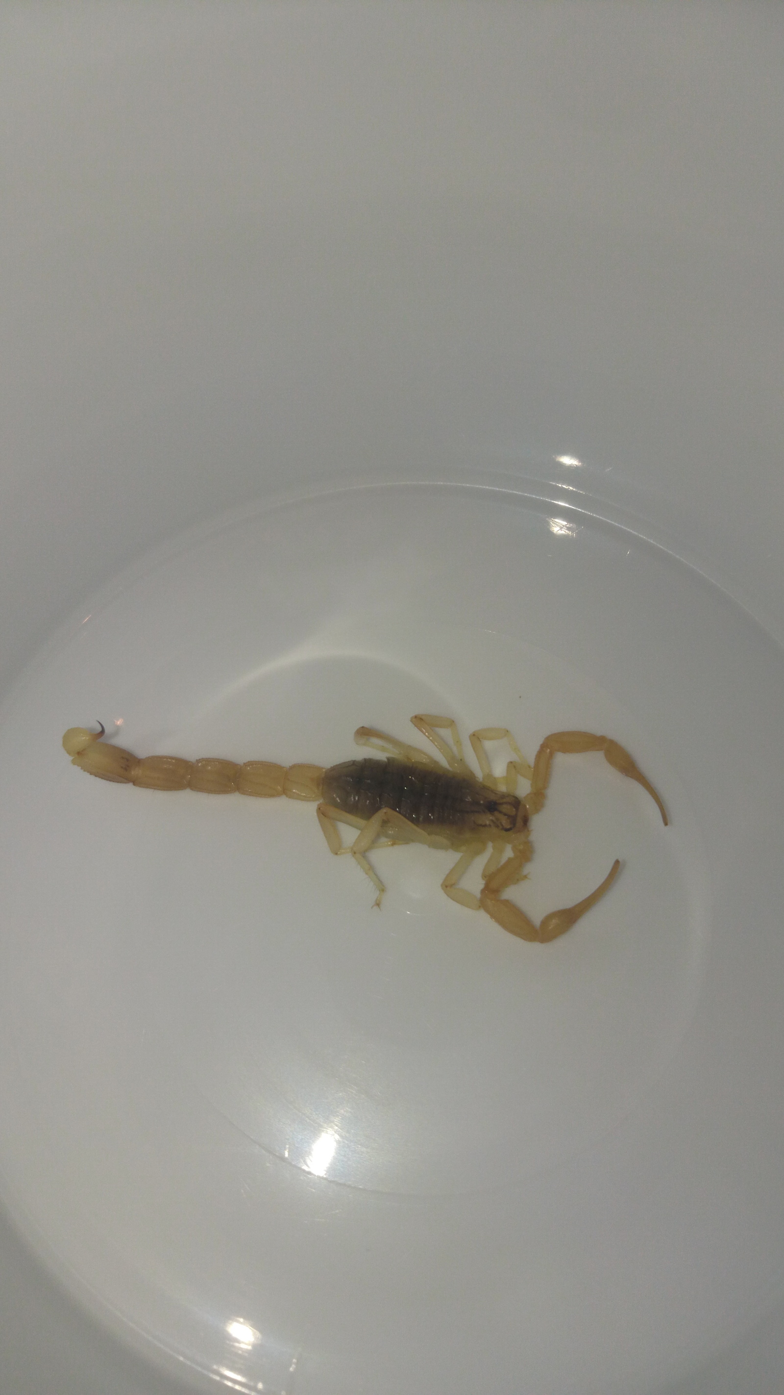 Unexpected guest - My, Scorpion, Ugh, Suddenly, Nature, Arachnids, Longpost