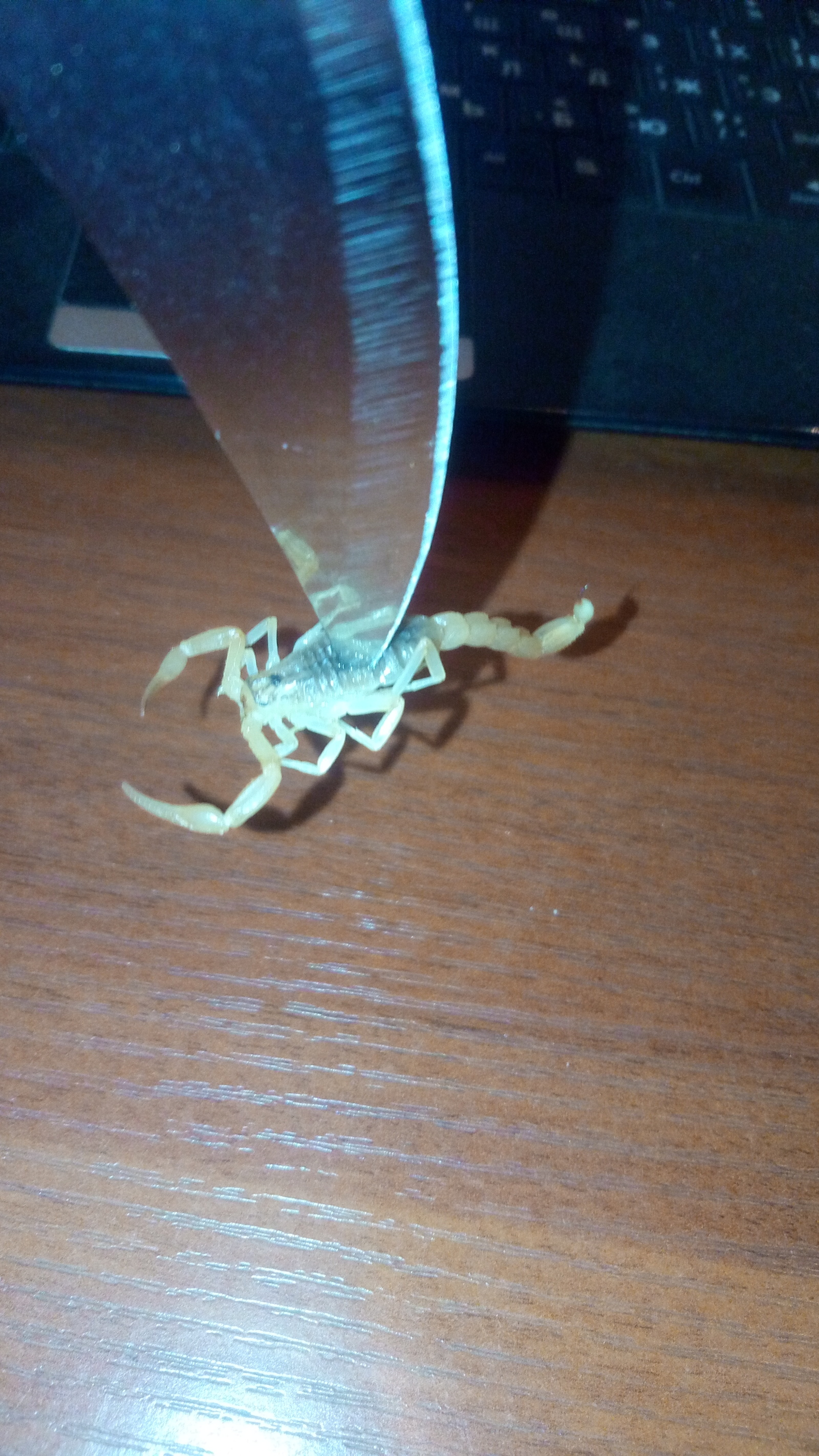 Unexpected guest - My, Scorpion, Ugh, Suddenly, Nature, Arachnids, Longpost